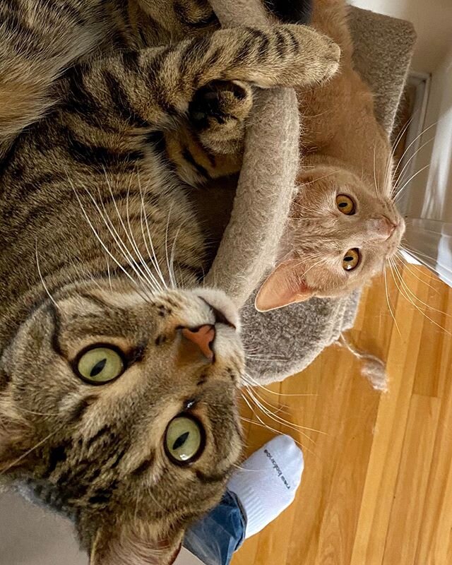 Chilling together in the cat tree (until someone with a camera comes to disturb then) #PonoTheCat #HokuTheCat