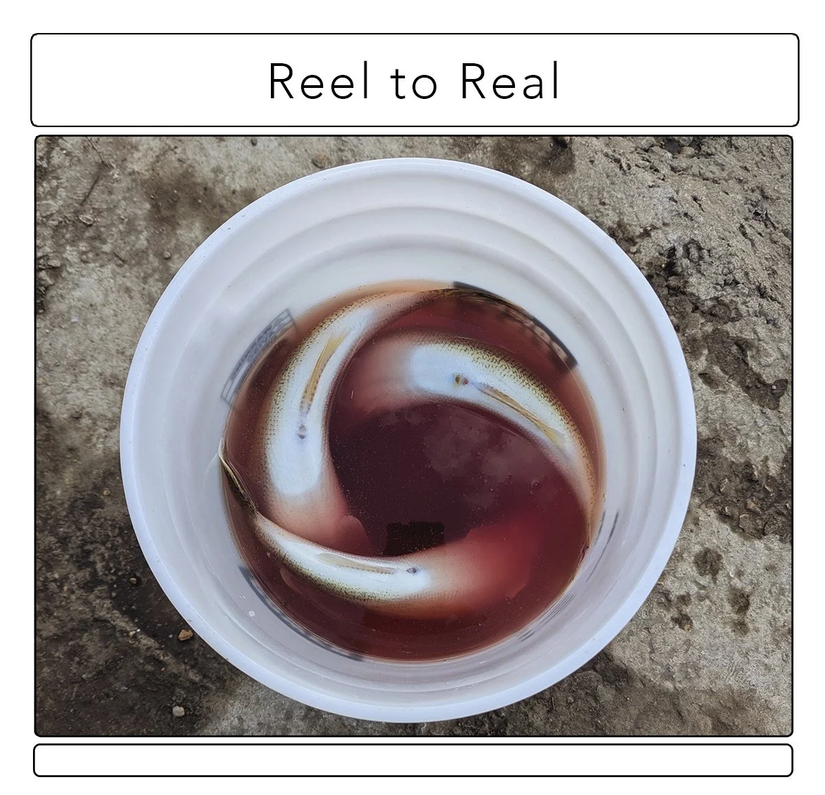 Three fish form a spiral in a white bucket.