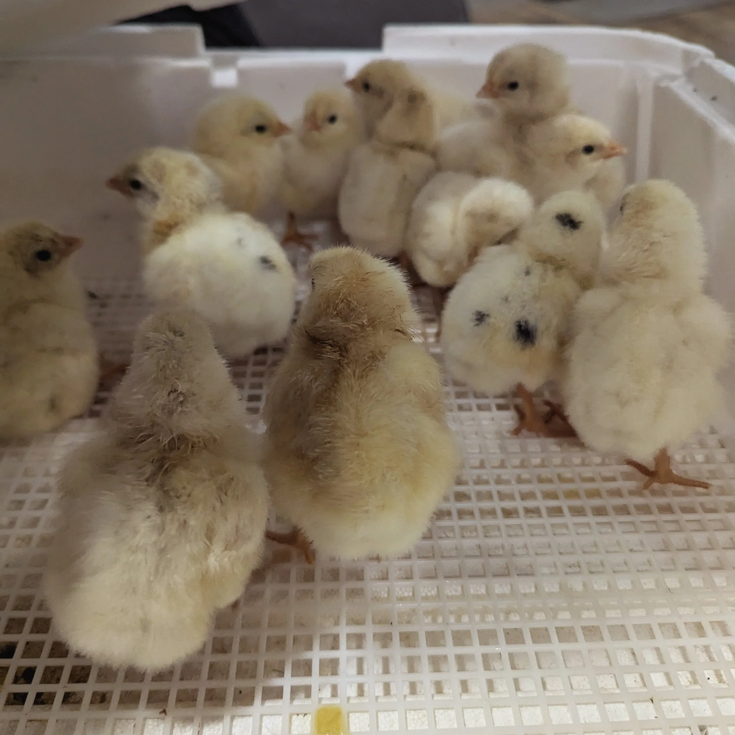chicks in incubator