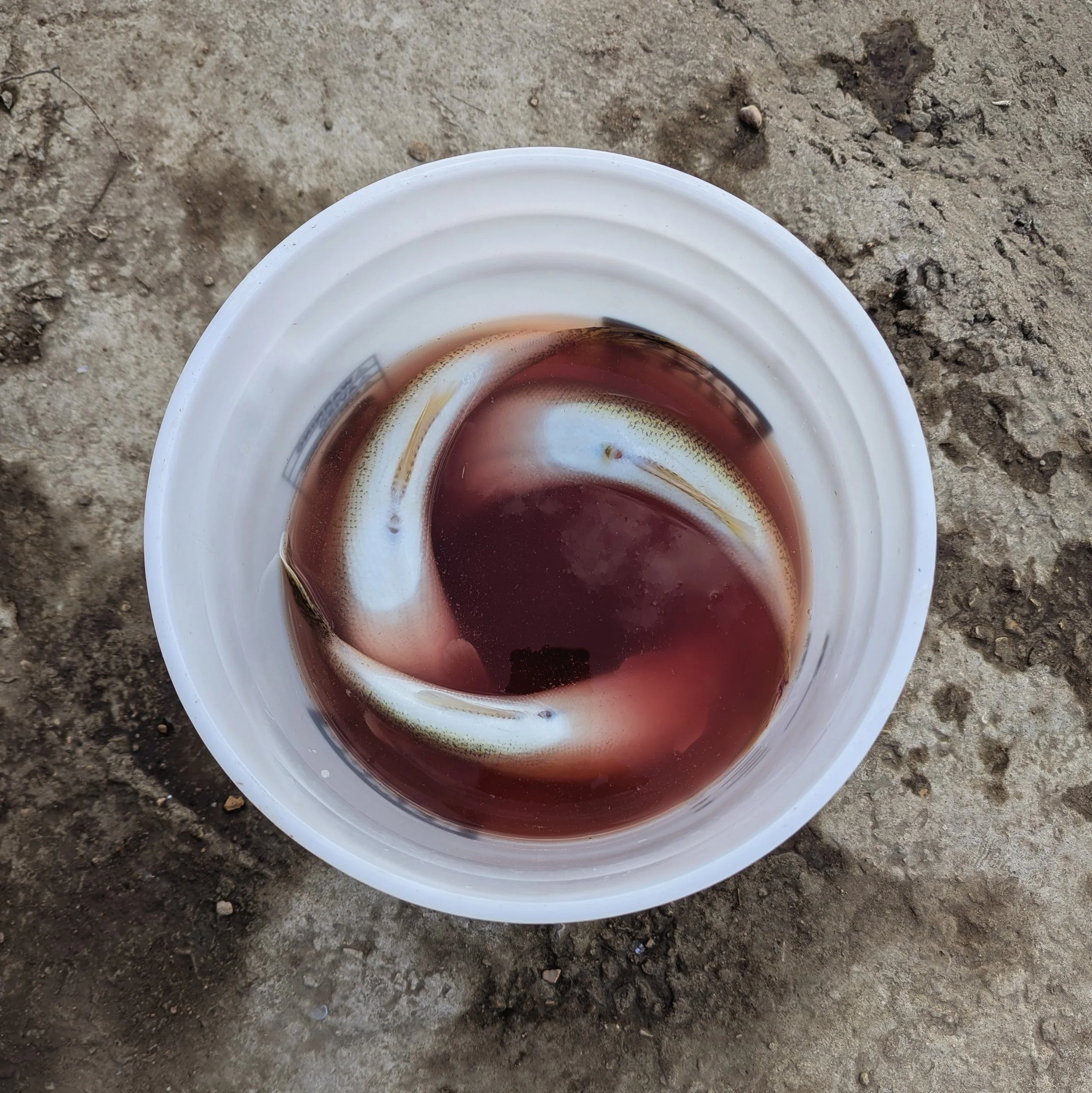 three fish in a bucket form a spiral pattern