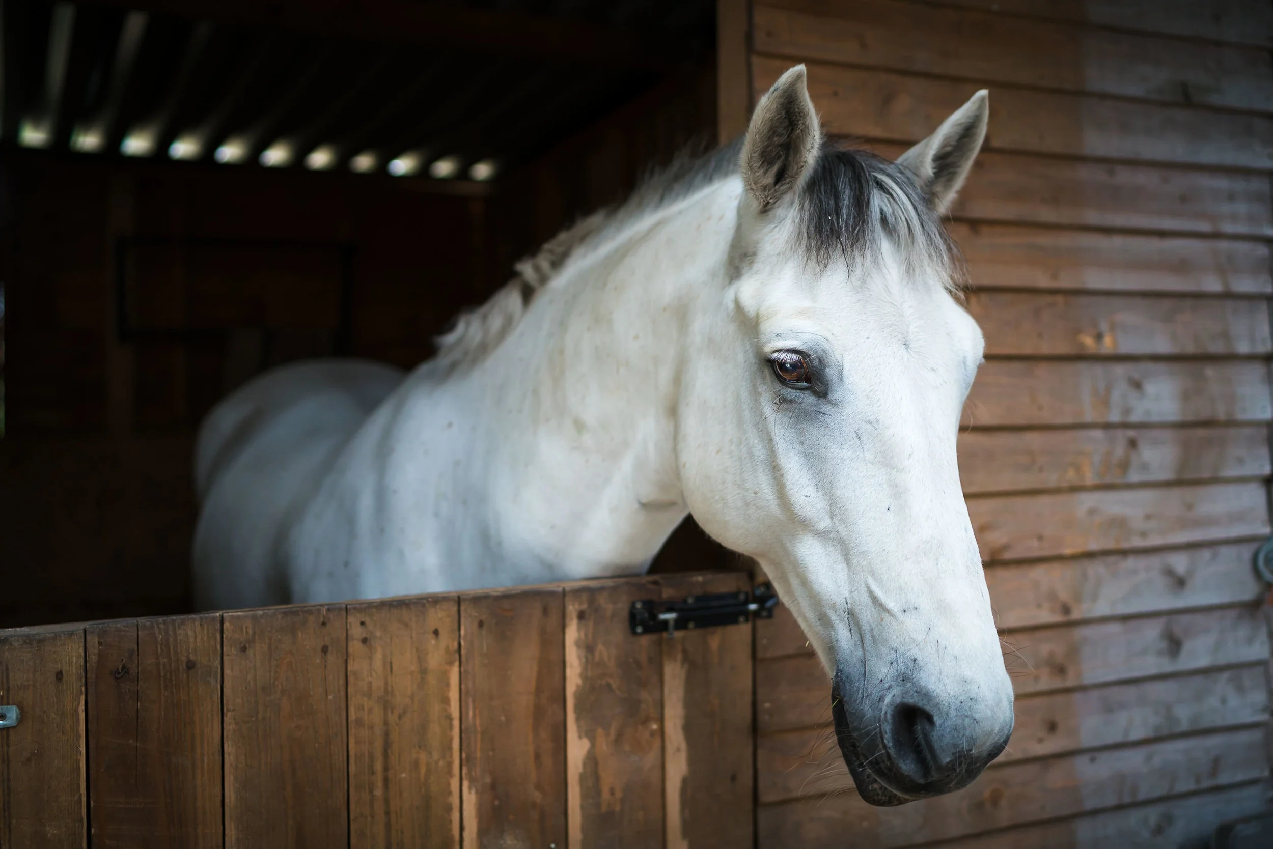 NC-2018-08-24_stella-and-spot-equine-0508.jpg