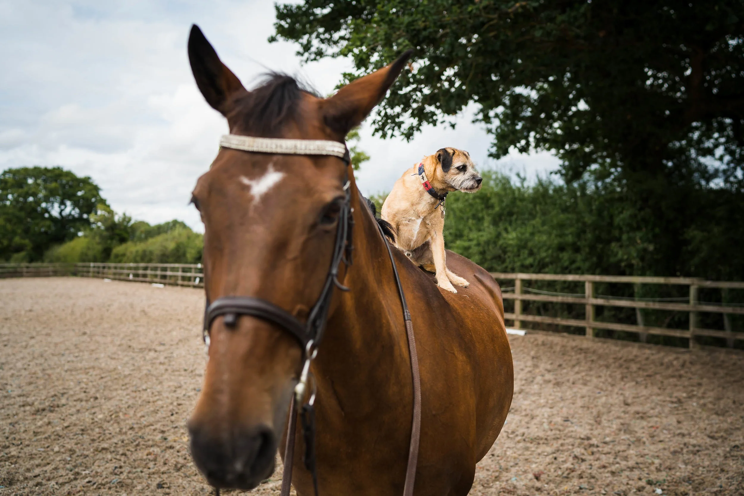 NC-2018-08-24_stella-and-spot-equine-0871.jpg