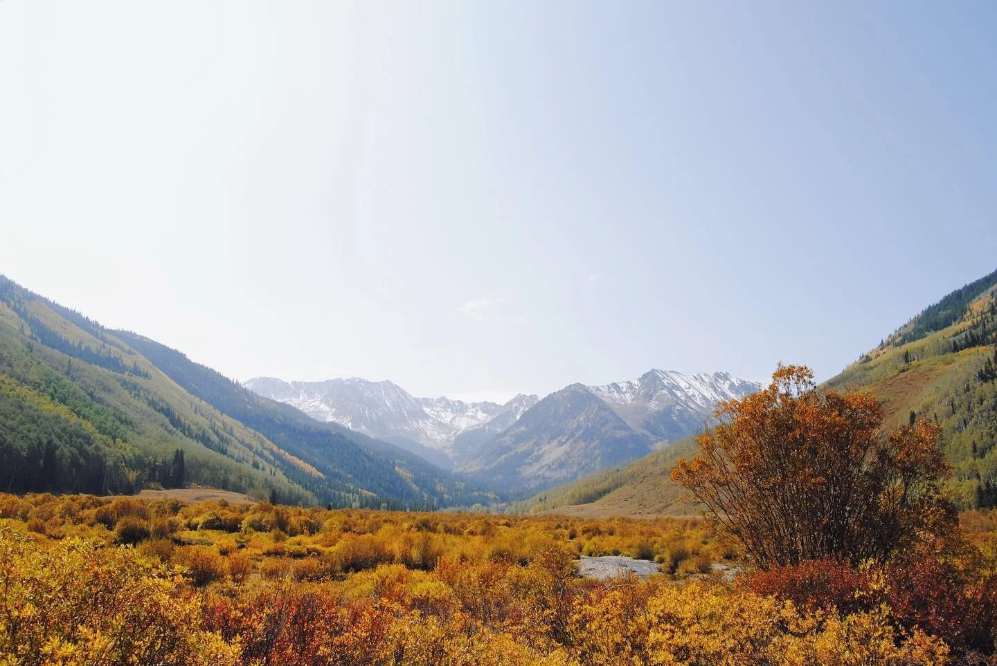 Field of GOLD 🌾 I&rsquo;m so glad I dusted off my old digital camera for this week. Collecting all the inspiration photos for a new series 📷 #mallorymccamyart #colorpeeping #aspenco #fallcolors