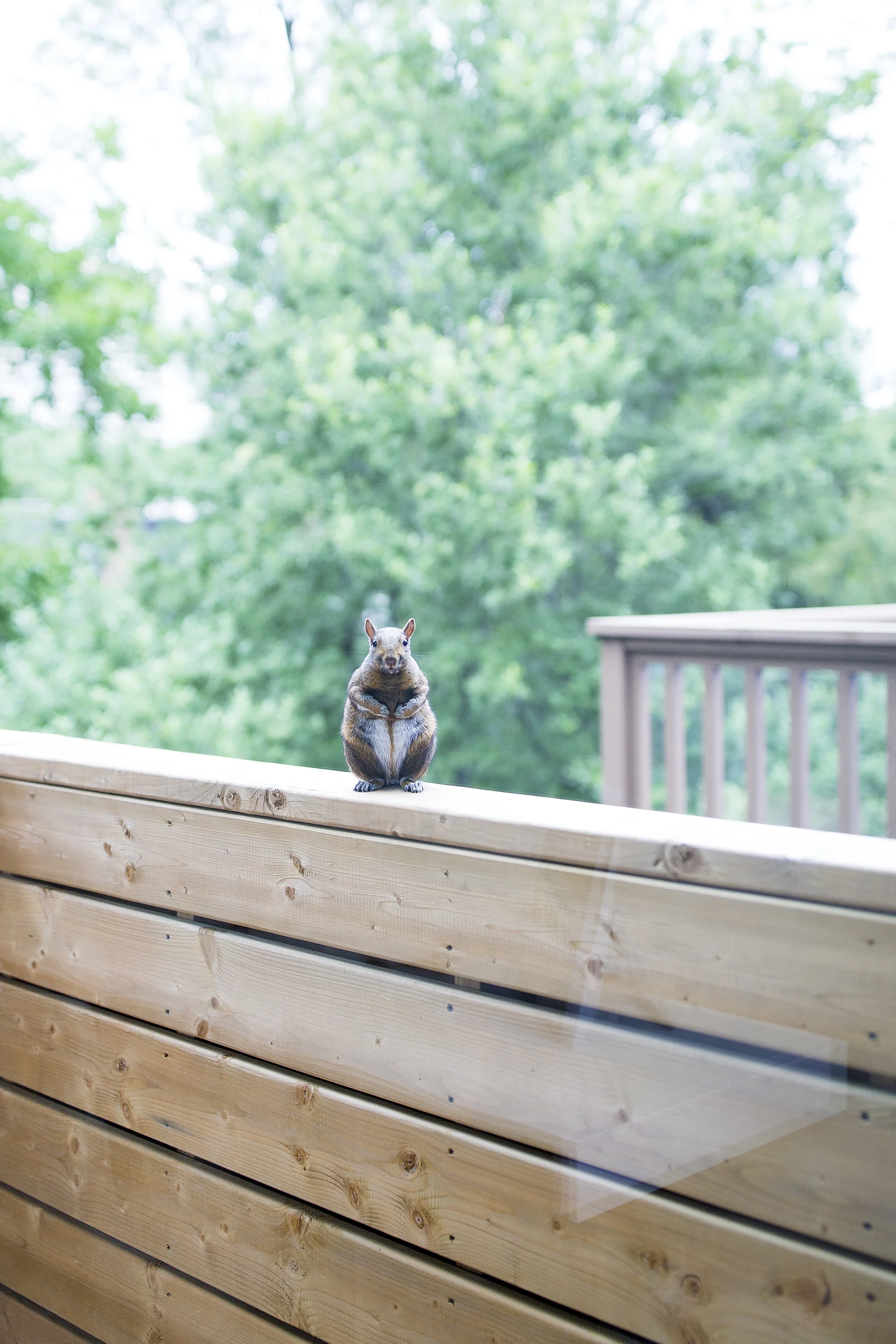 Squirrel.big.jpg