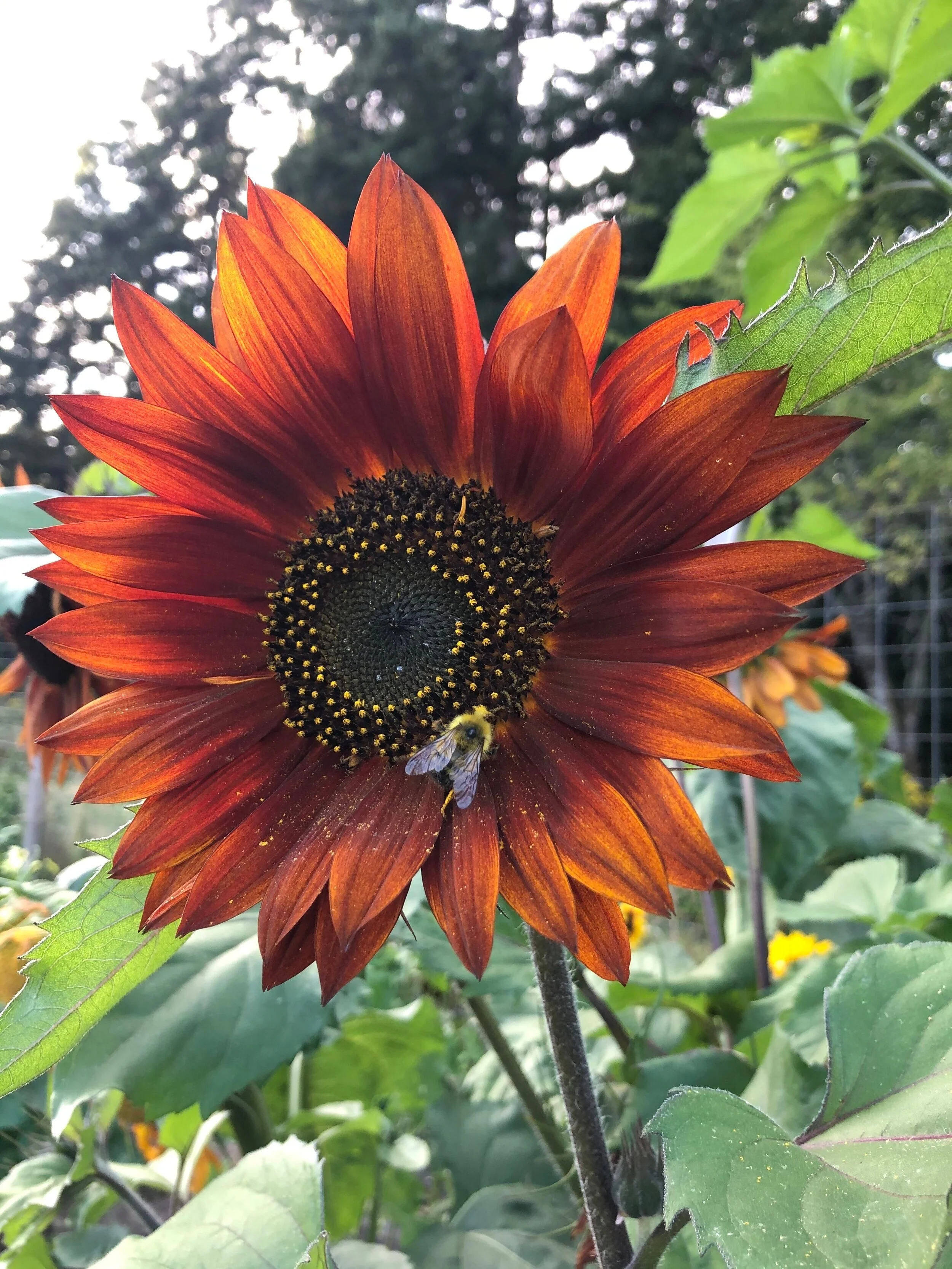 Sunflower and Bumble Bee