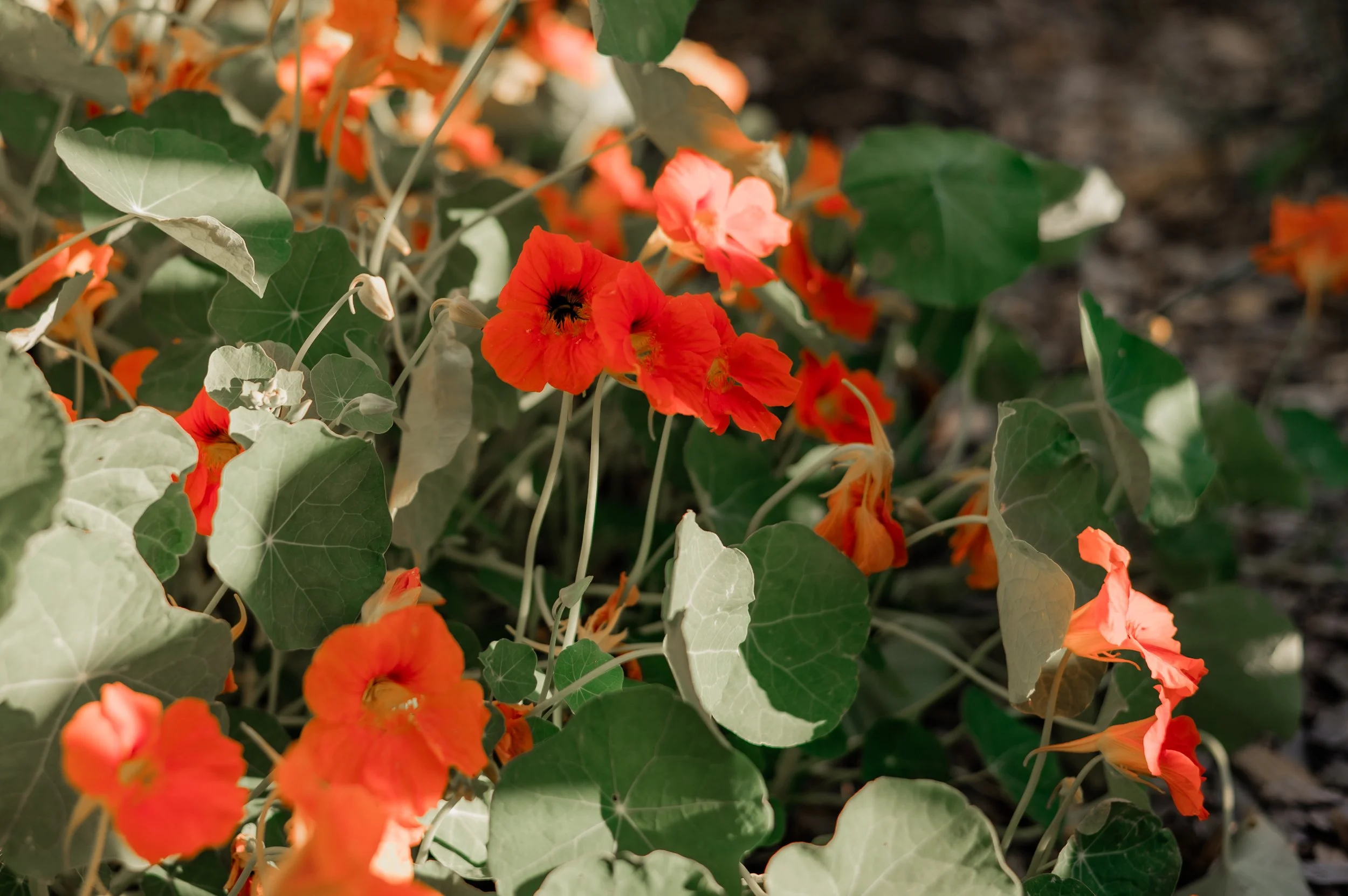 Nasturtium