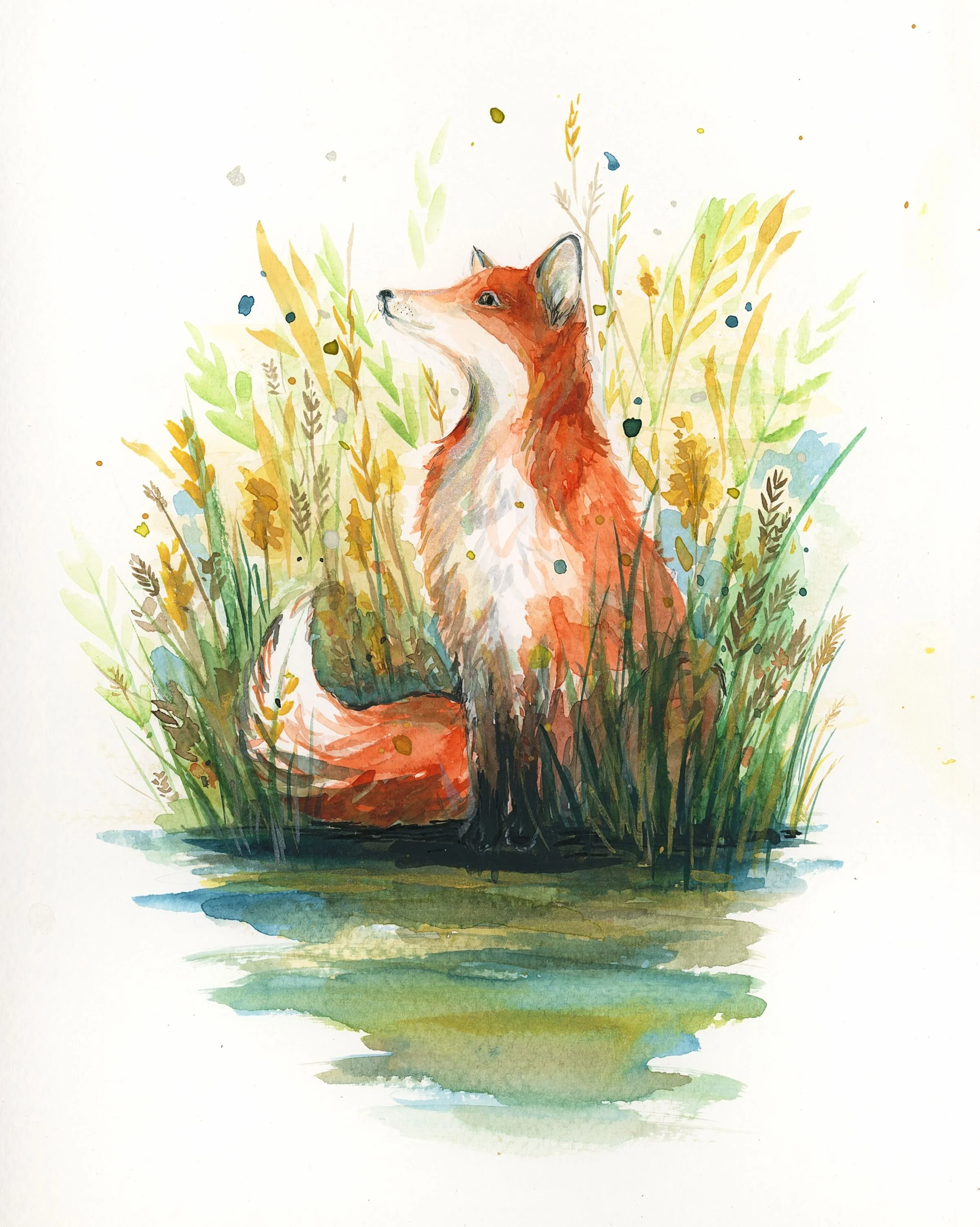 fox in the grass.jpg