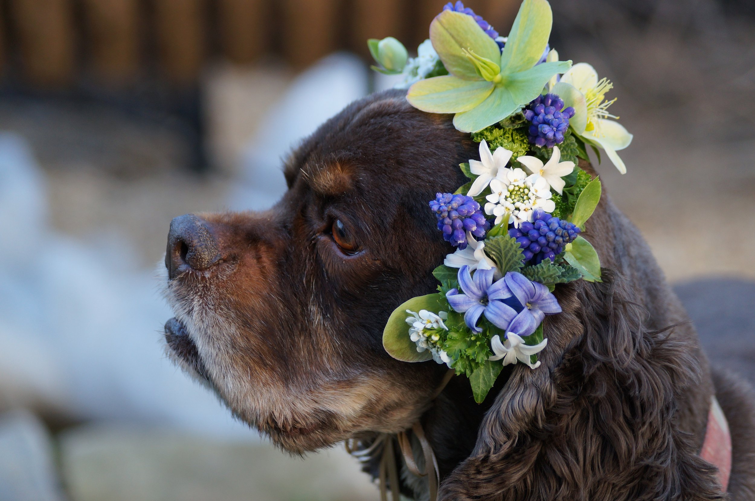 jack and his floral crown.jpeg