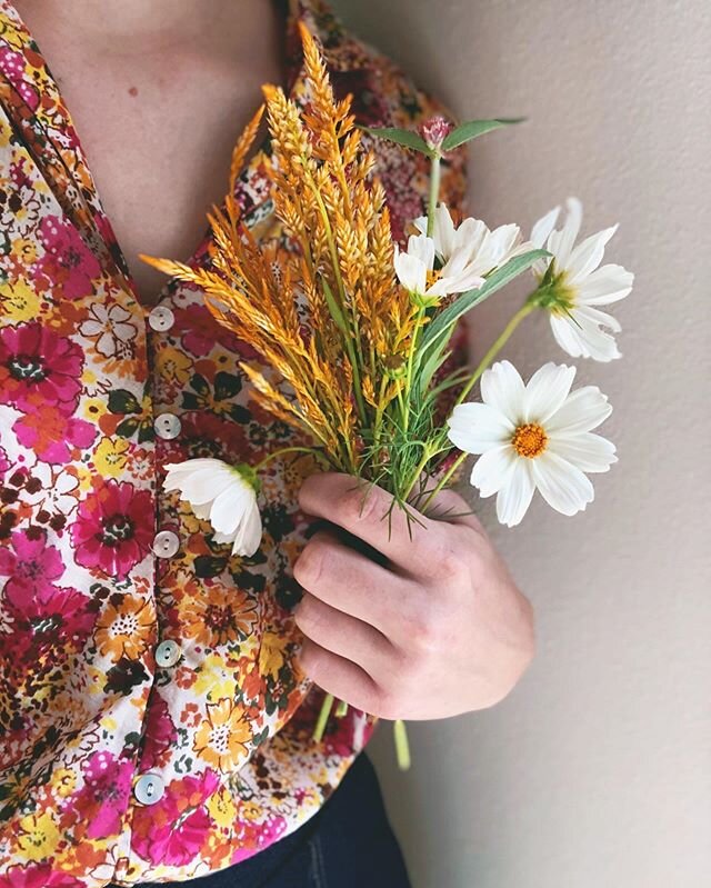 Celosia &amp; Globe Amaranth are starting to join the cosmos at our morning picking parties 🎉 
#blooms #bloom #celosia #globeamaranth #amaranth #bachelorsbutton #cosmos  #flowers #flower #growyourown #cutflowergarden #springbulbs #floret #floretcosm