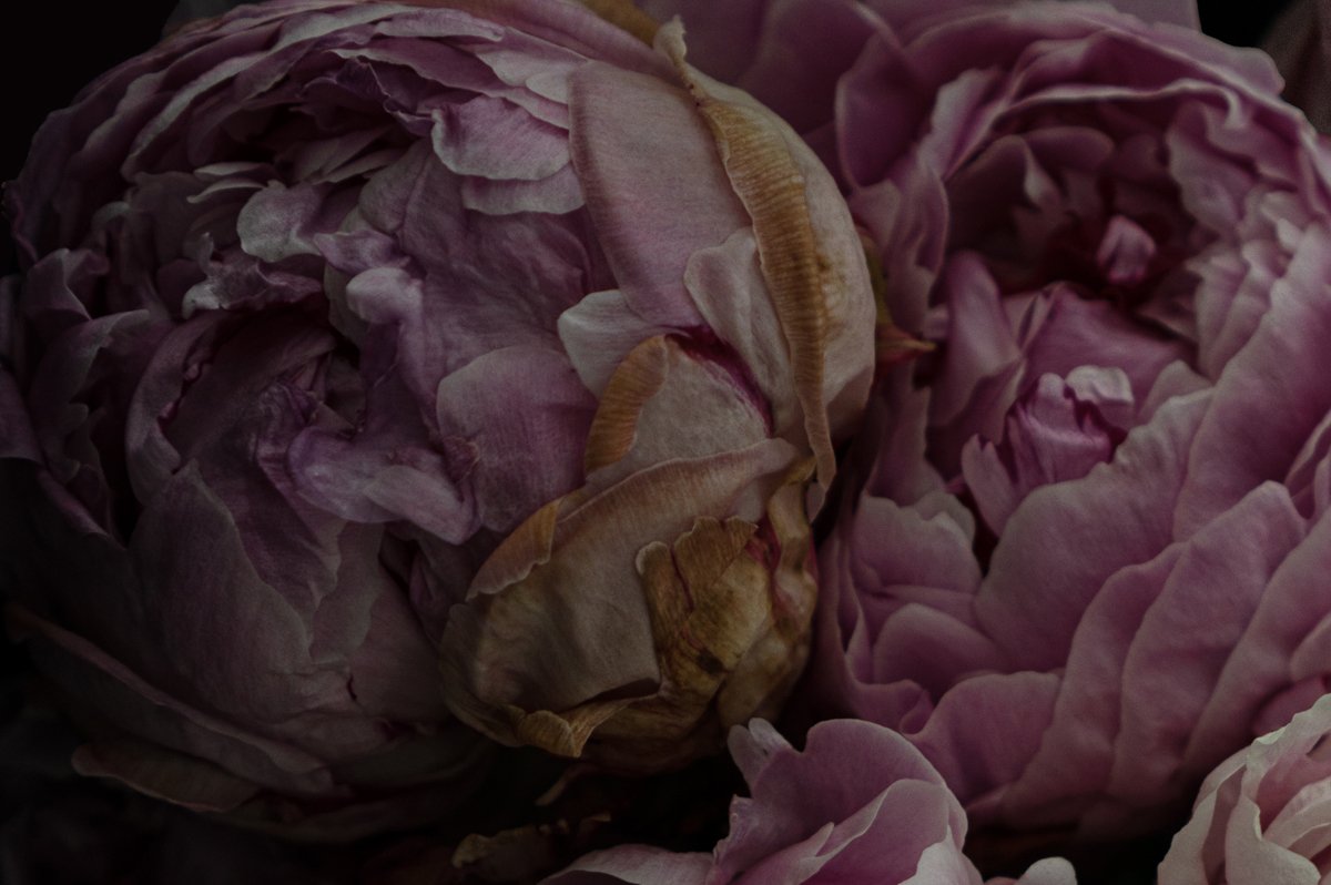 PhilipeDiao_Peonies_02.jpg