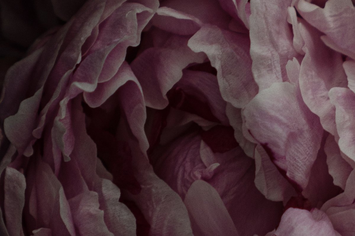 PhilipeDiao_Peonies_03.jpg