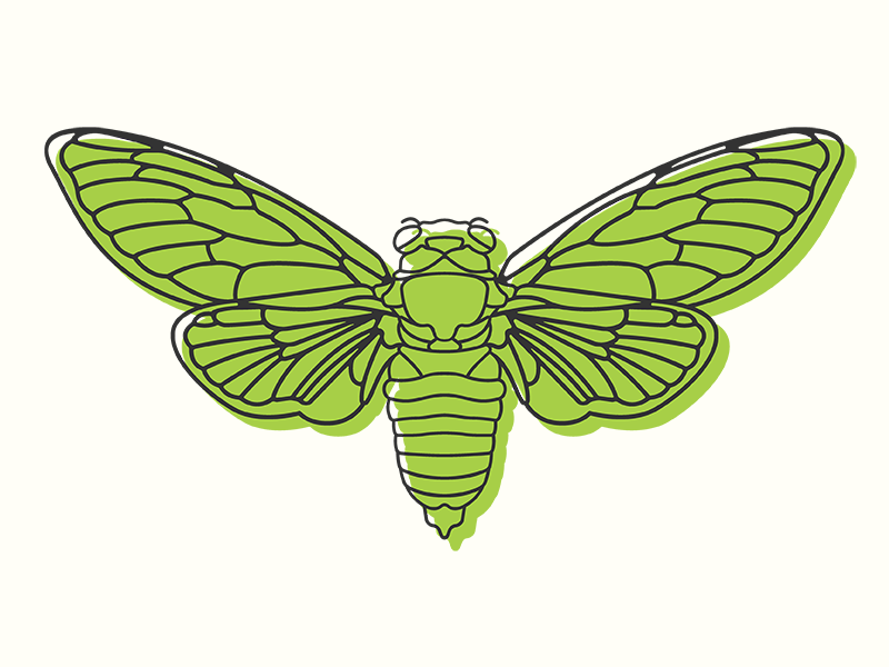 Cicada - Dribbble.png