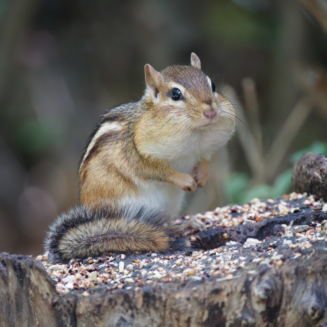Chipmunk.webp