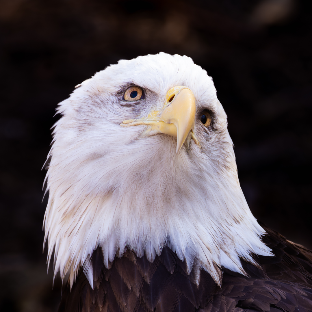 Eagle.webp