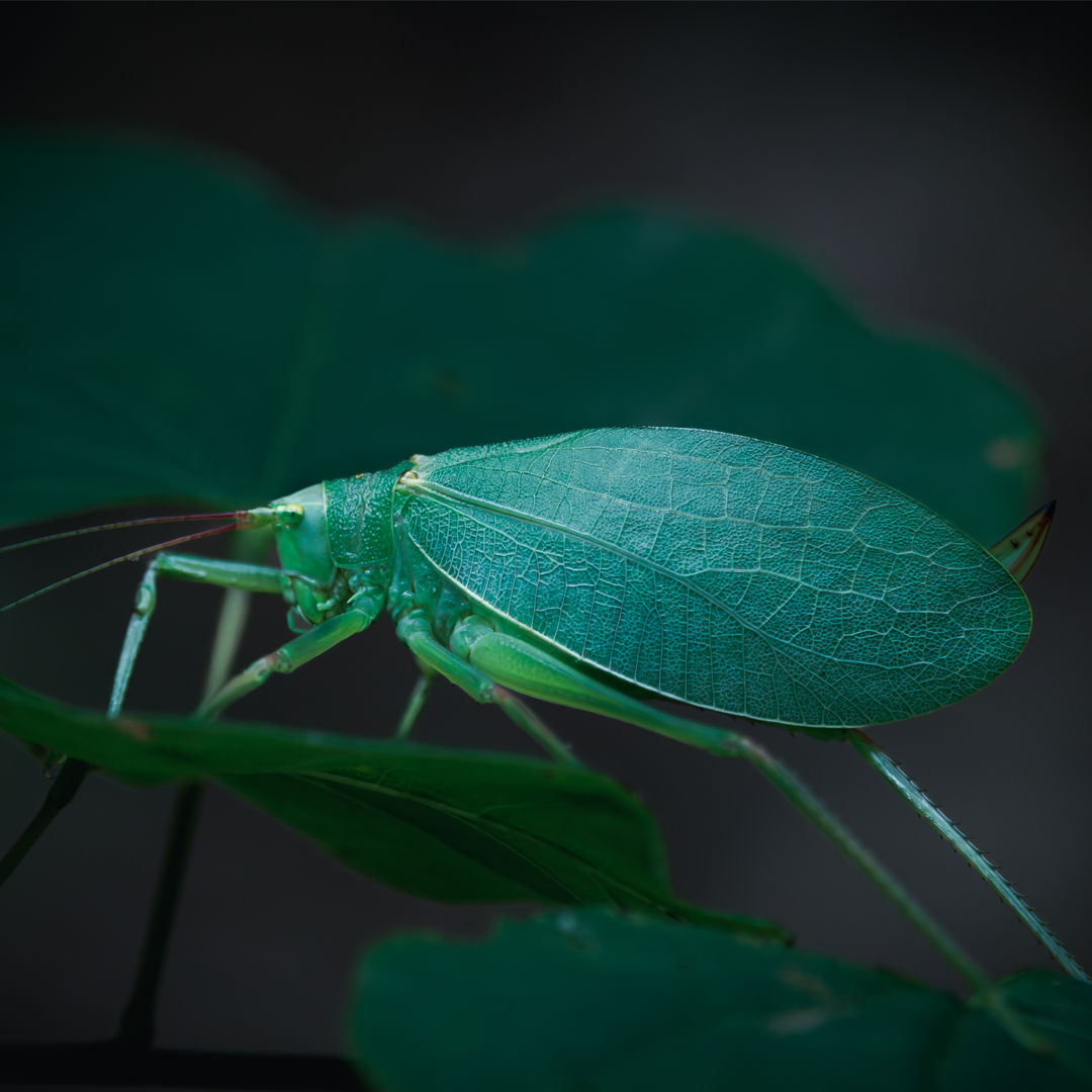 Katydid.webp