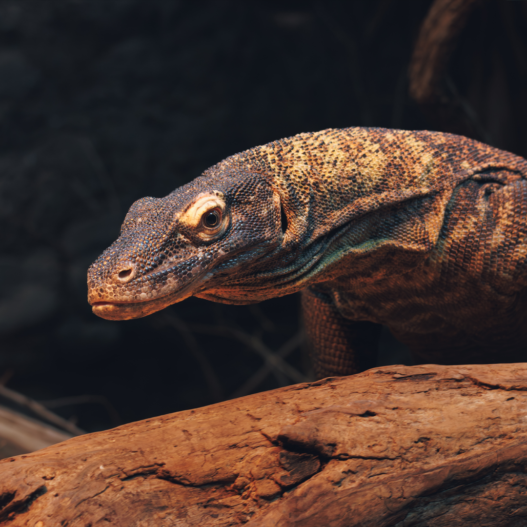 Komodo.webp
