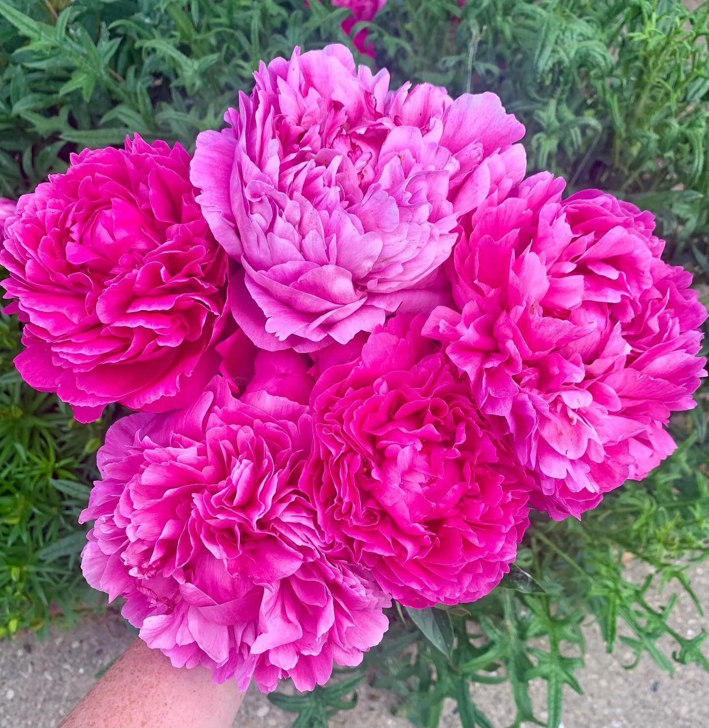 Fresh-picked peonies 😍.