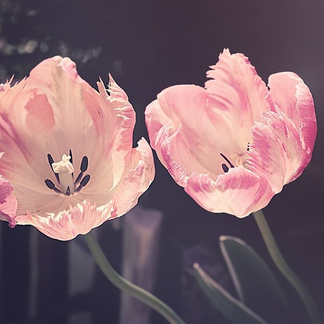 Happy first day of Spring ! #beinspiredbynature #springisintheair #spring2019 #colorinspo #march20  #njmom #floridadesign #springflowers #designinspiration #happywednesday #homegoals  #sunnydays #spring #pinkflowers  #beinspired