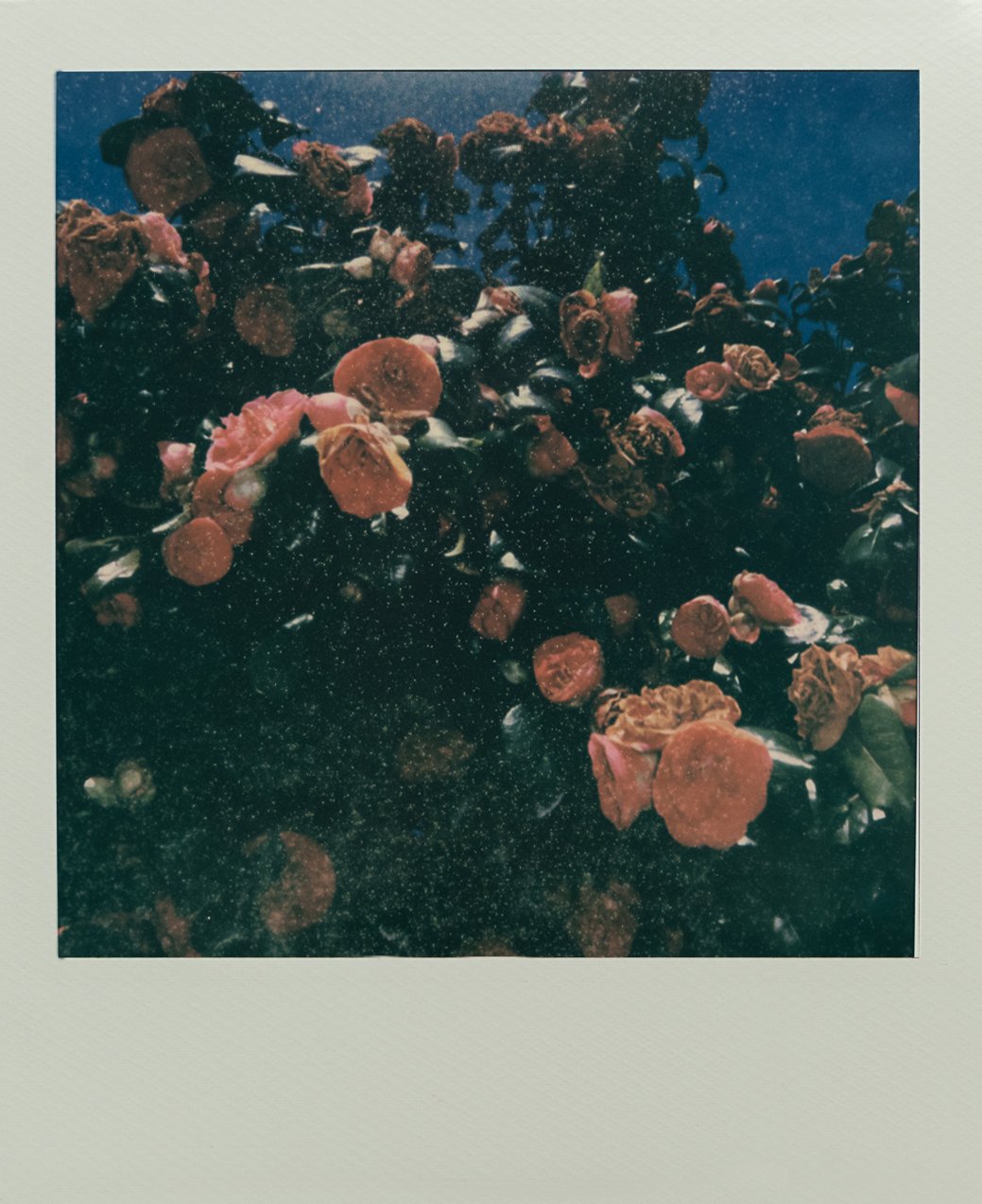 Polaroid.AB-8953.jpg