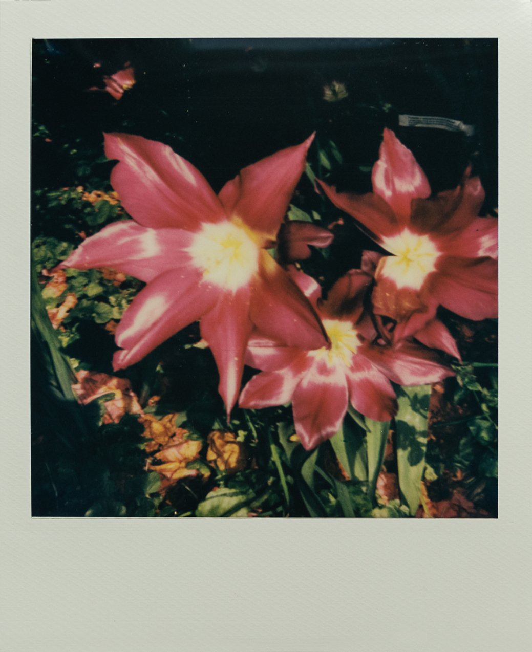 Polaroid.AB-8968.jpg