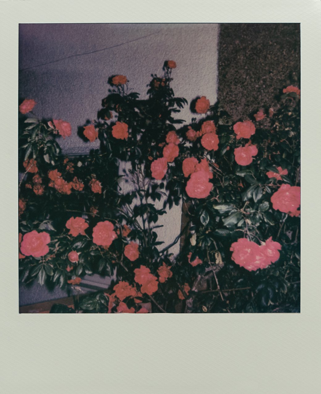 Polaroid.AB-8972.jpg