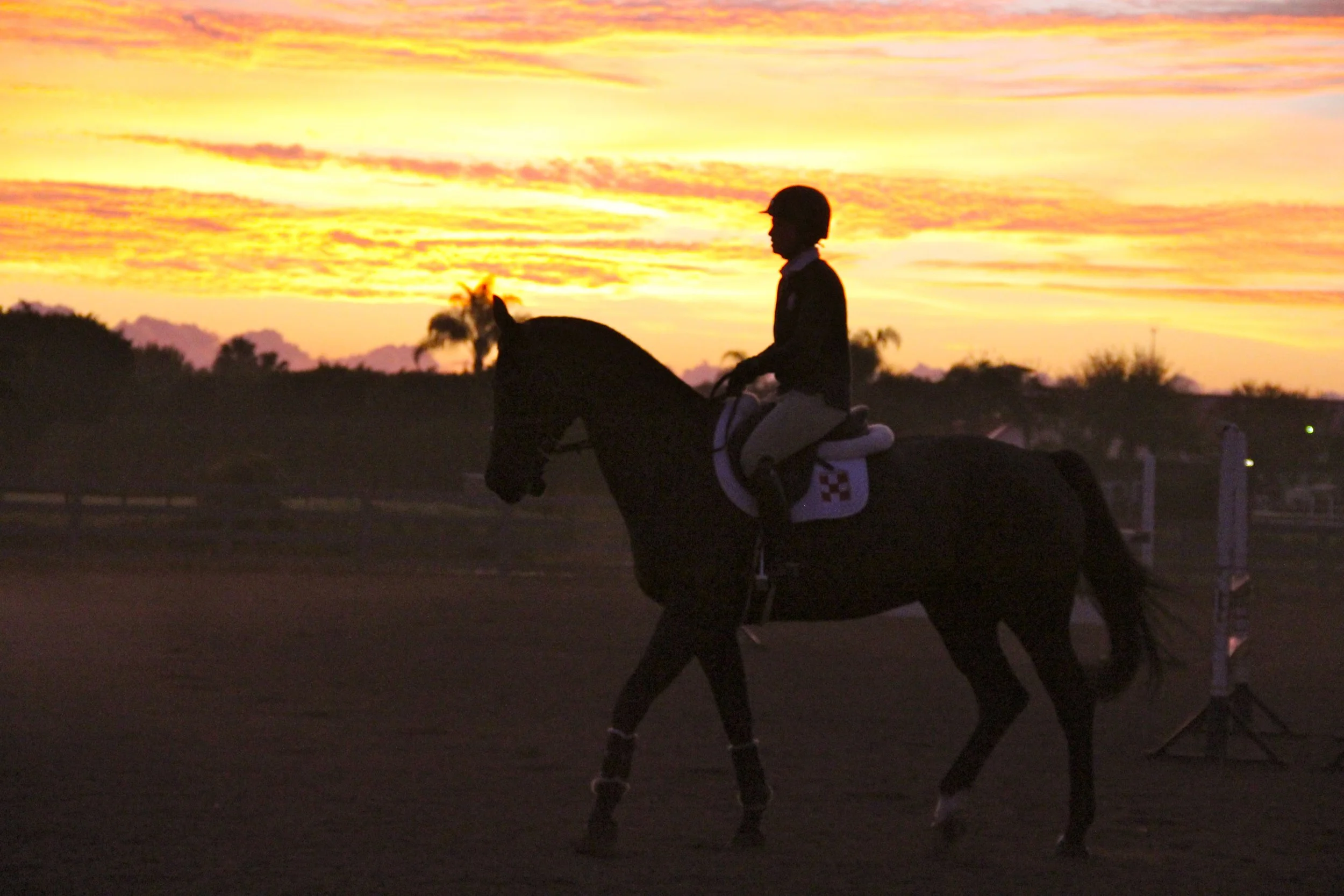 Beezie Silouette IMG_4024.jpg