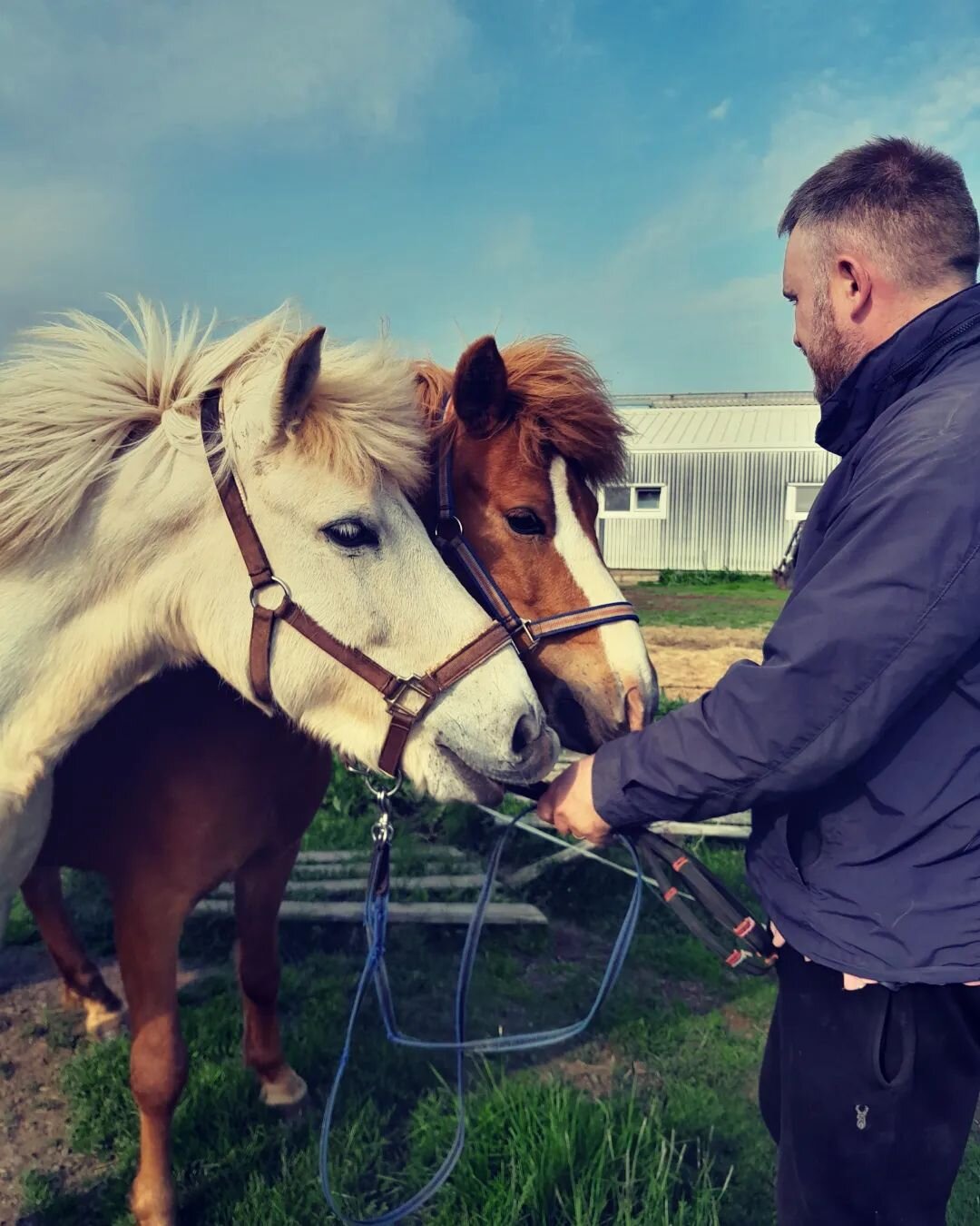 Bylur &amp; Gle&eth;i 

#whitehorse #redhorse #icelandichorses #austurey1 #austureycottages #newhorseshoes