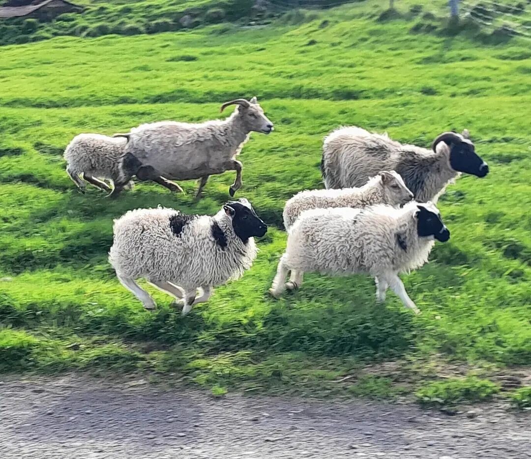 The family jogging in Austurey

#austureycottages 
#icelandicsheep #iceland #sheep