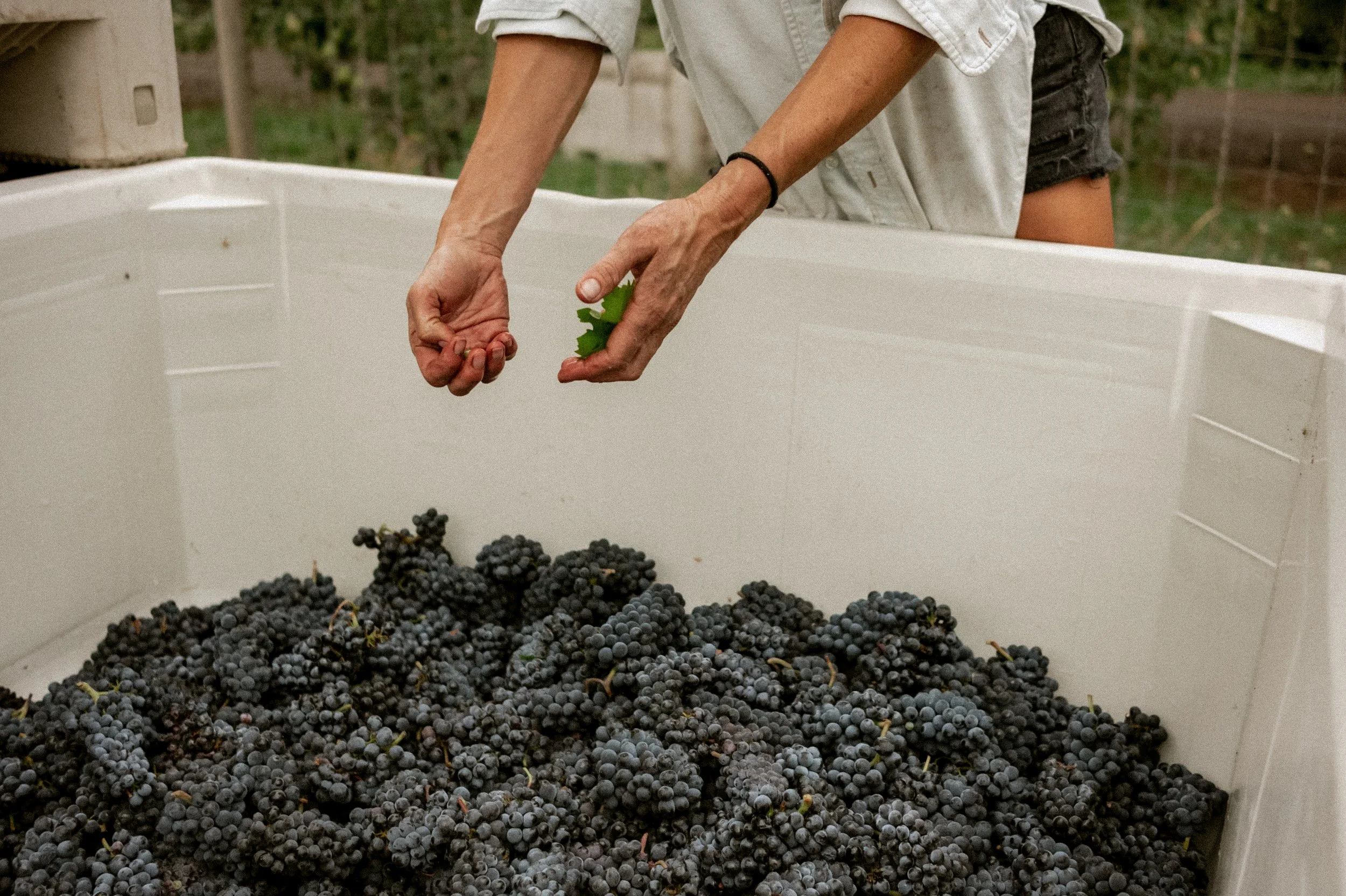 FTWHARVEST25-7683.jpg