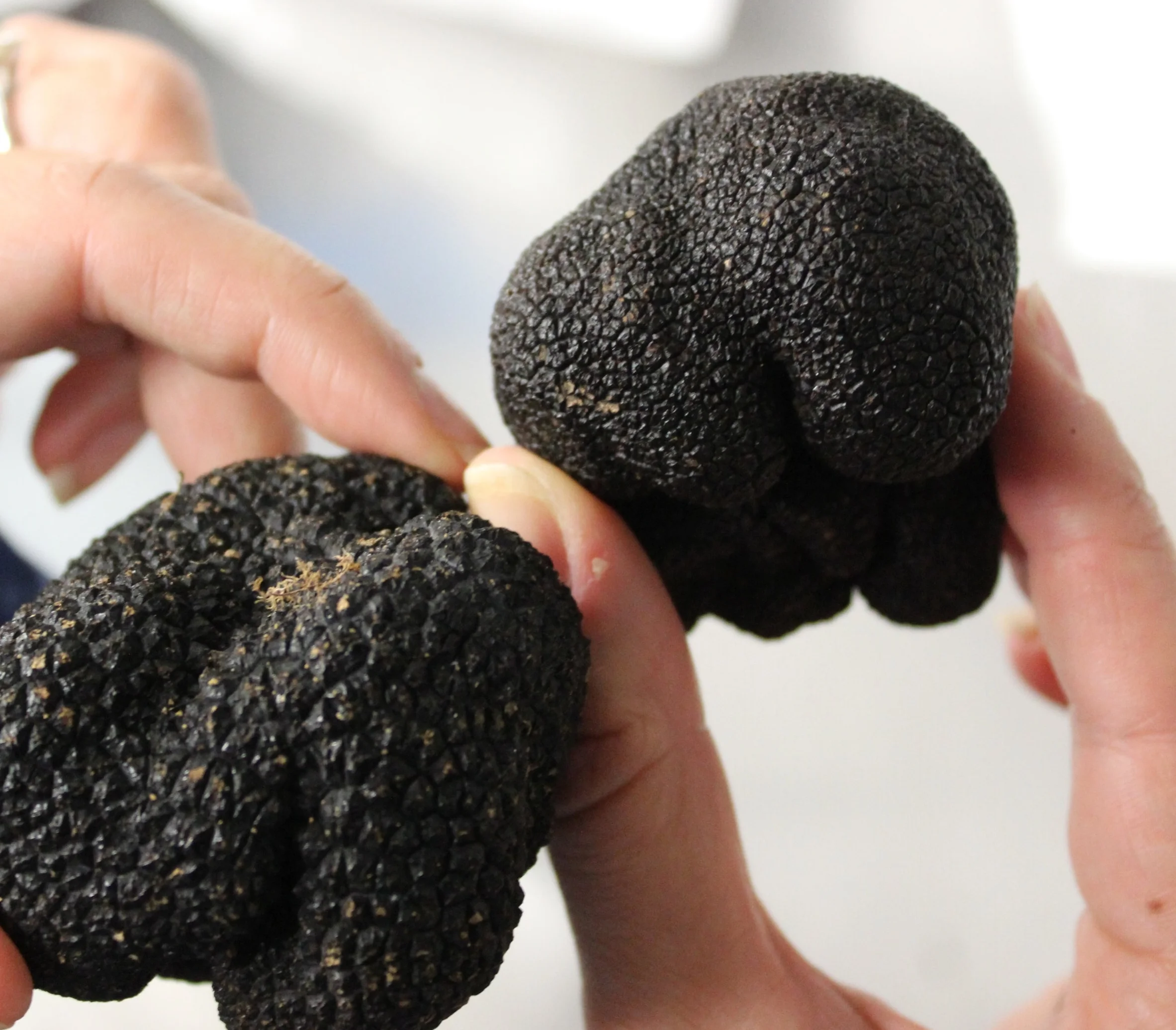 Truffles on Your Table 