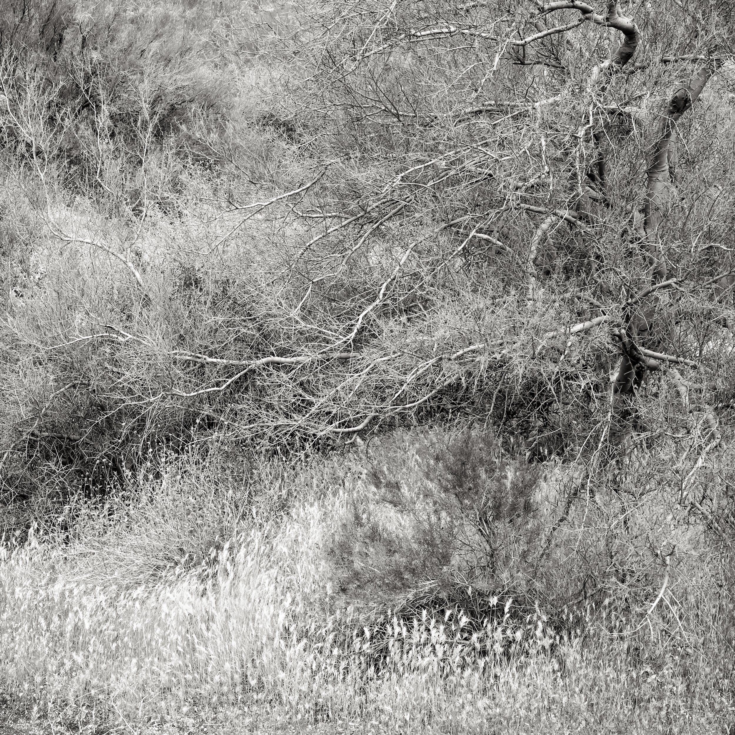 Tree, Sonoran Desert, Arizona 2017.jpg