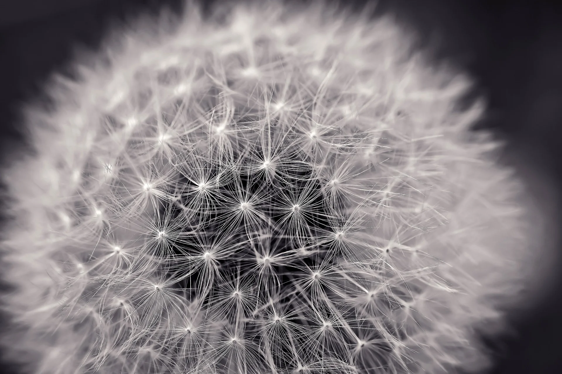 dandelion 4.jpg