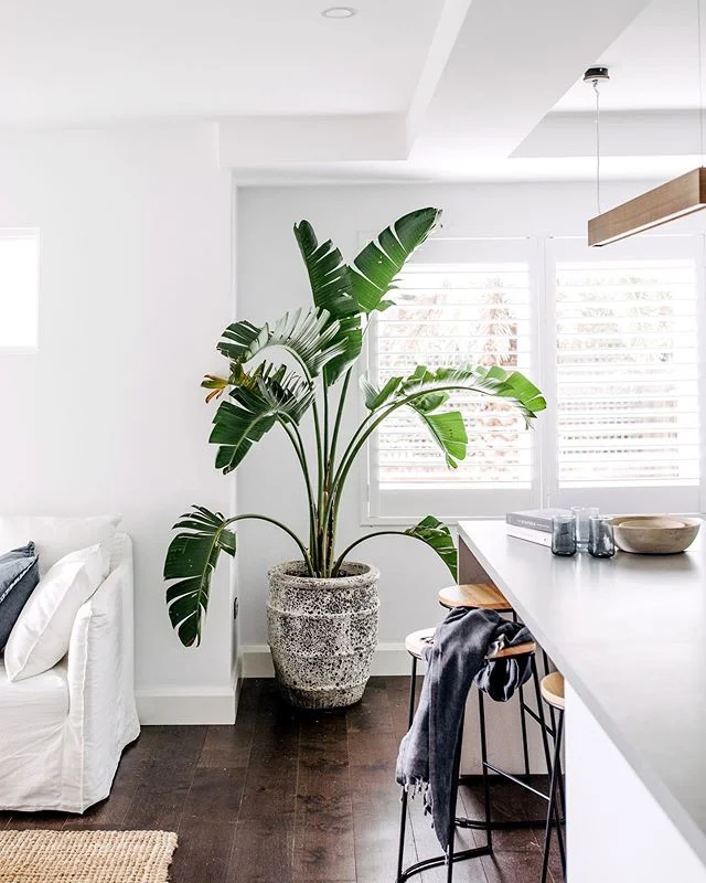 Is Dulux Better Than Taubmans