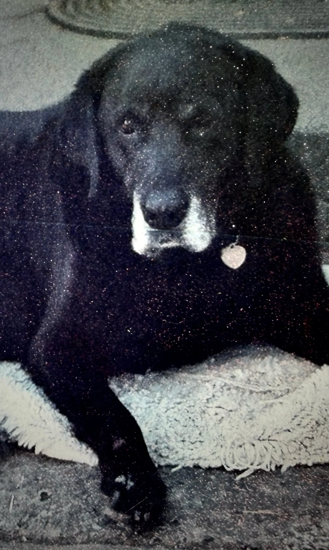 Black Labrador Mix Dog Jack laying on a white rug