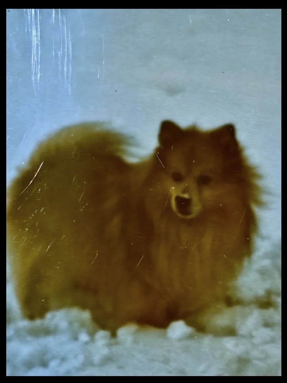 Poochie a golden red dog