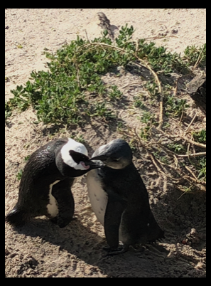 Two African Penguins putting their beaks together on a sandy background