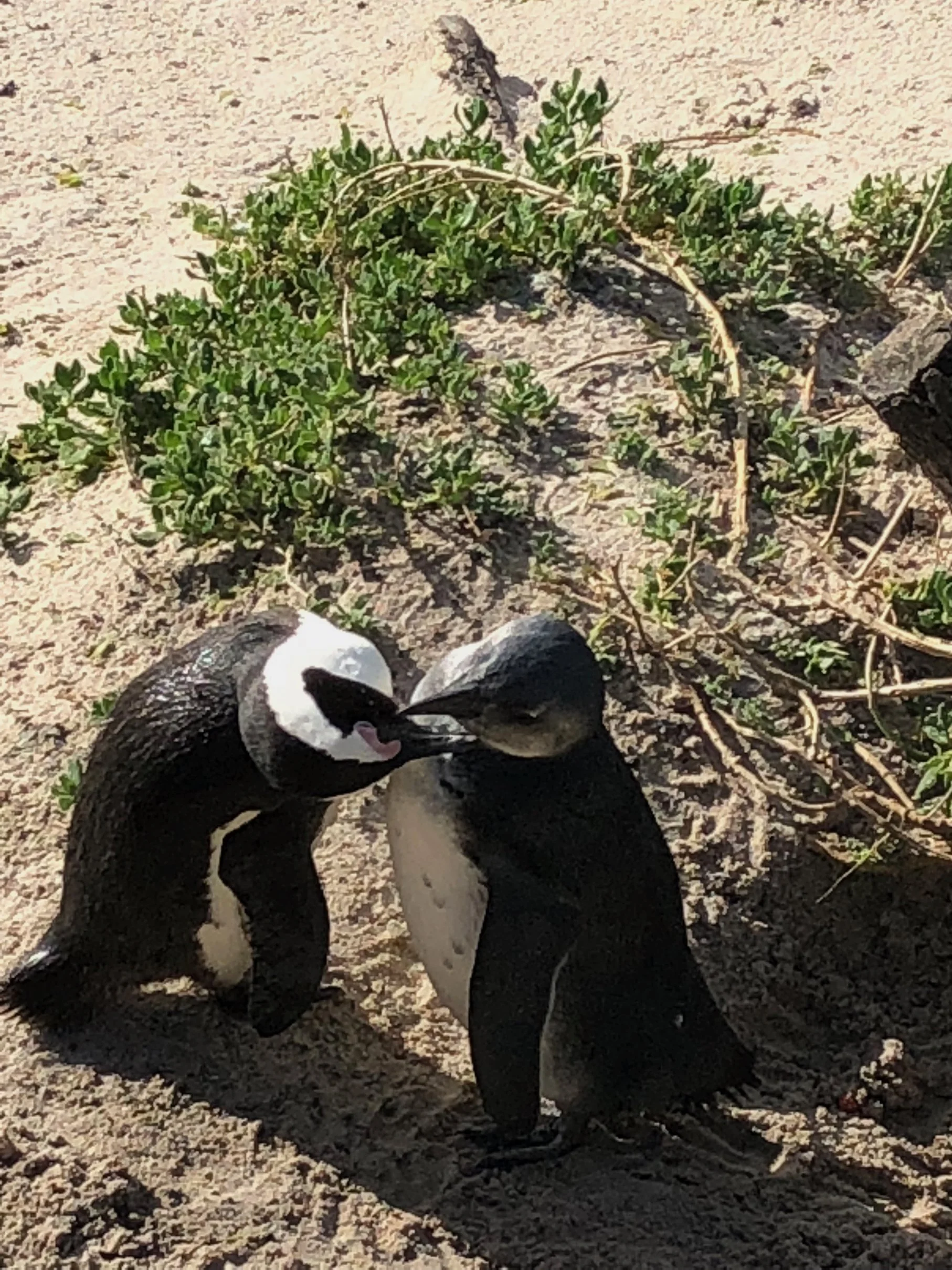 Two African Penguins putting their beaks together on a sandy background