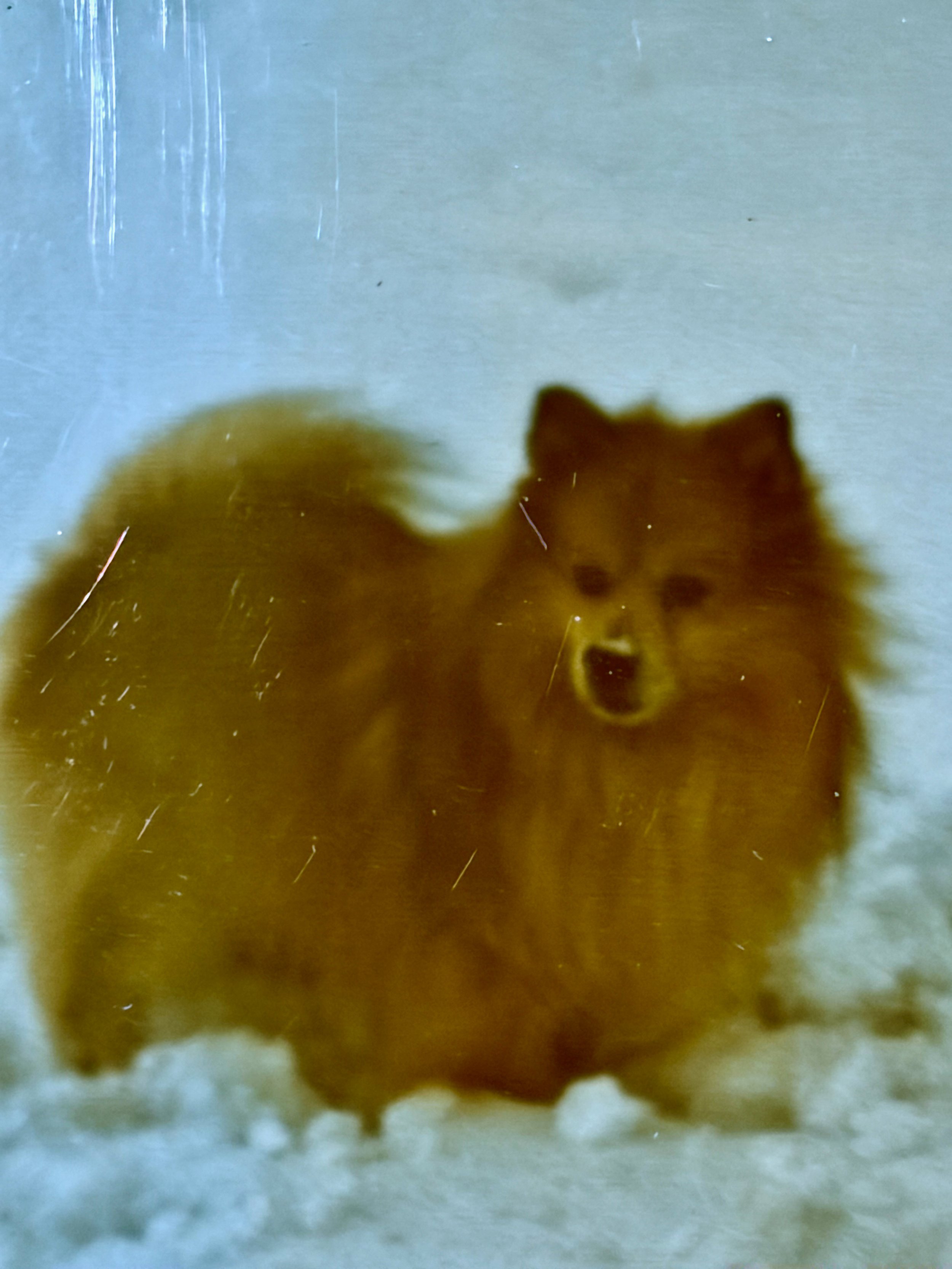 Fluffy Brownish Red Small Dog Poochie
