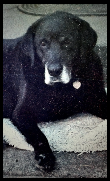Black Labrador Mix Dog Jack laying on a white rug