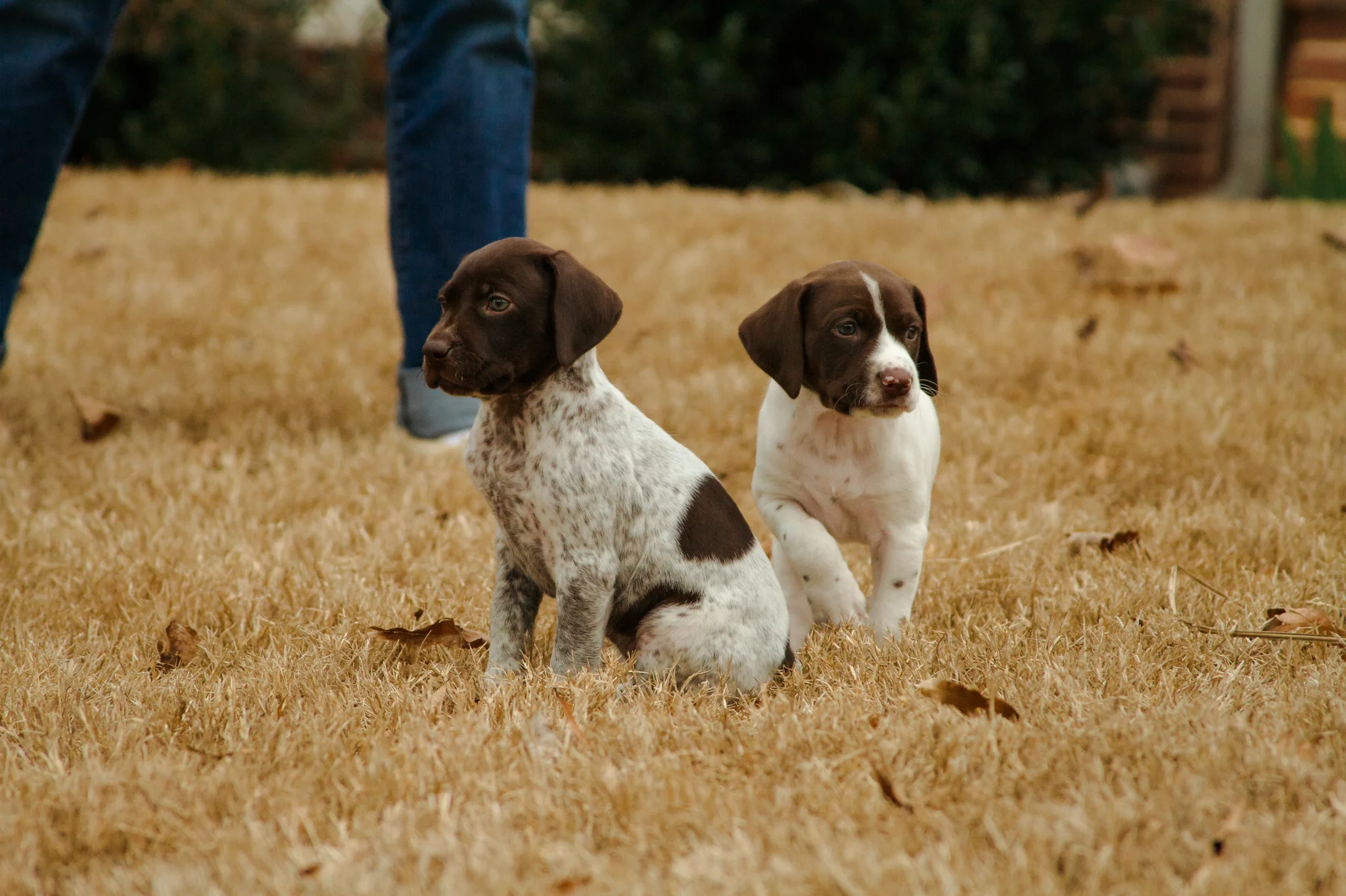 First Field Trip - Time to play in the grass.
