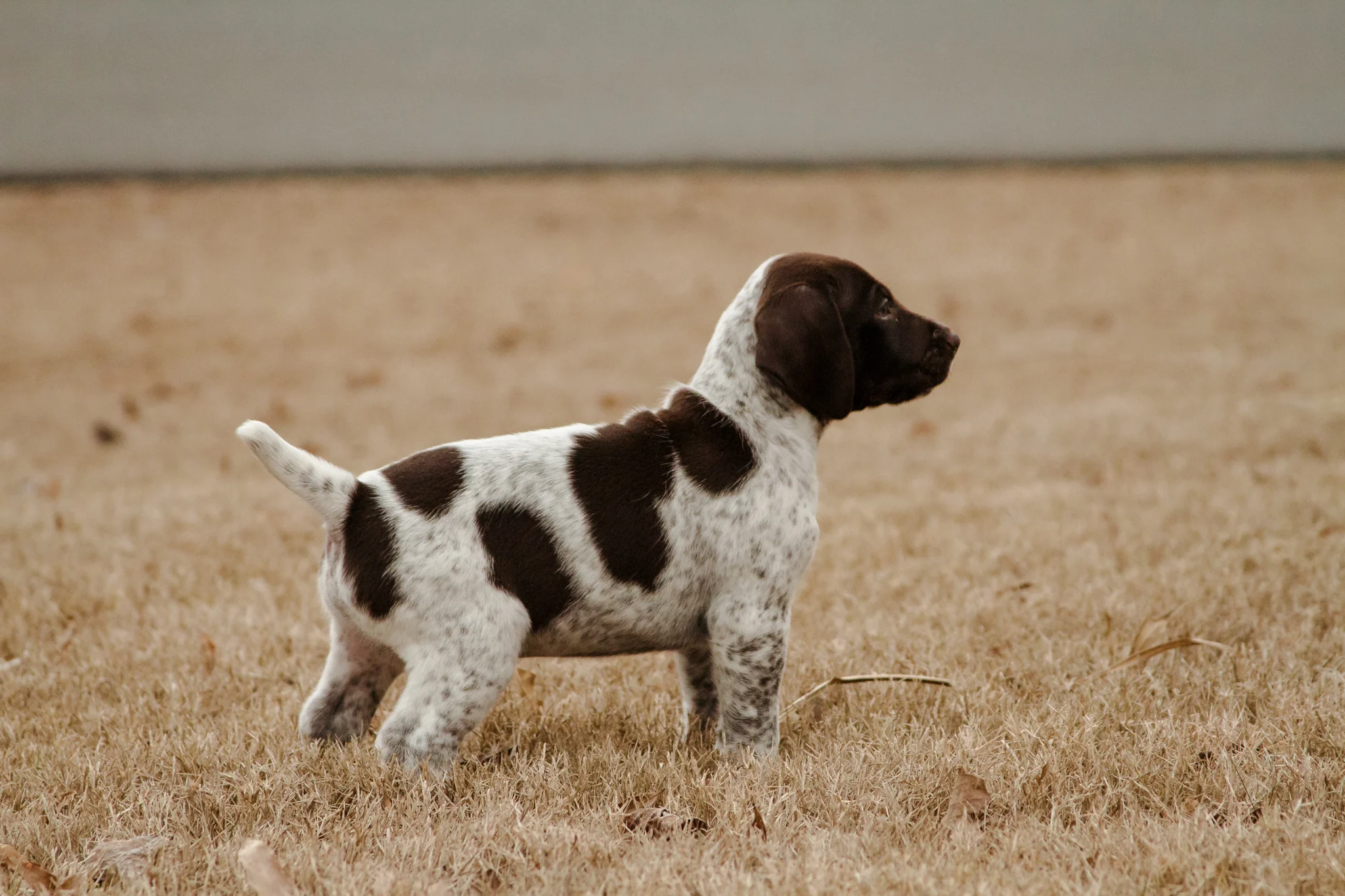 Gunner | 5 Weeks