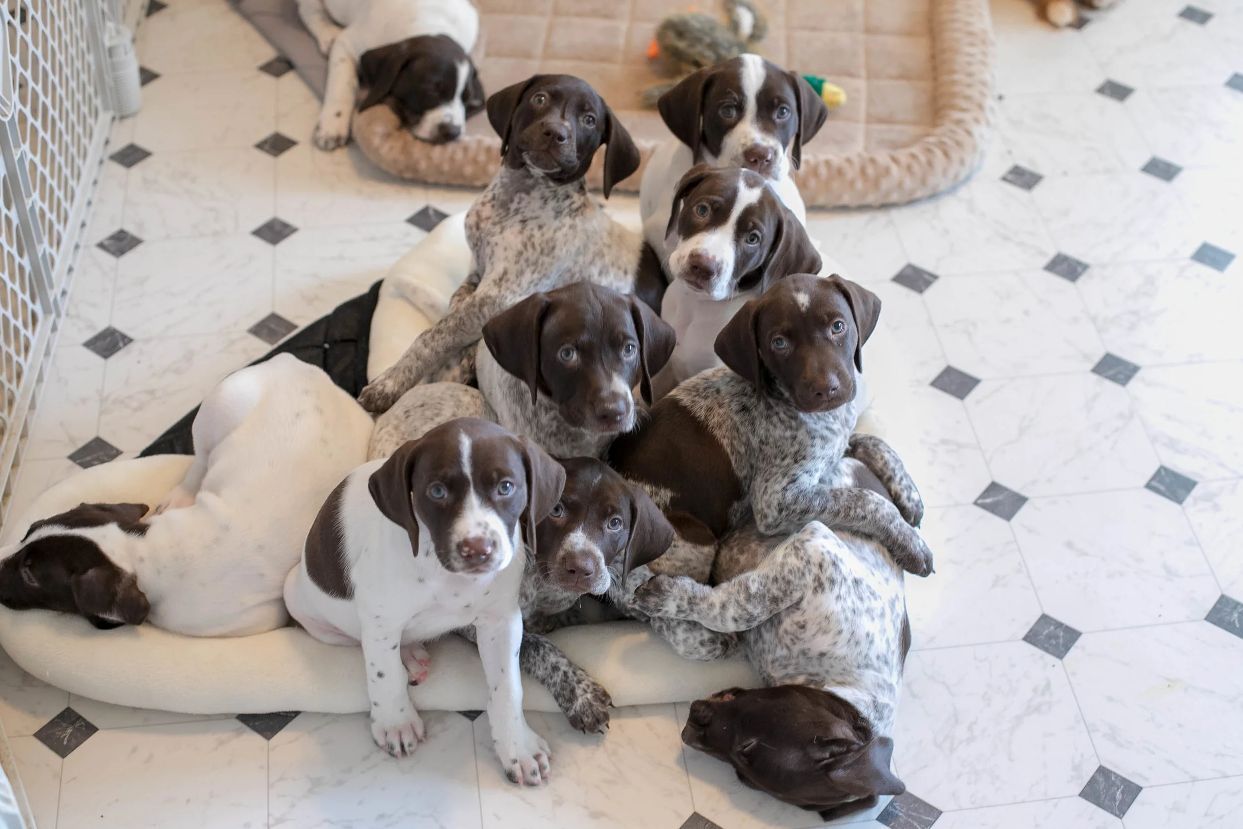 Turning 6 weeks means a trip to see the Veterinarian.