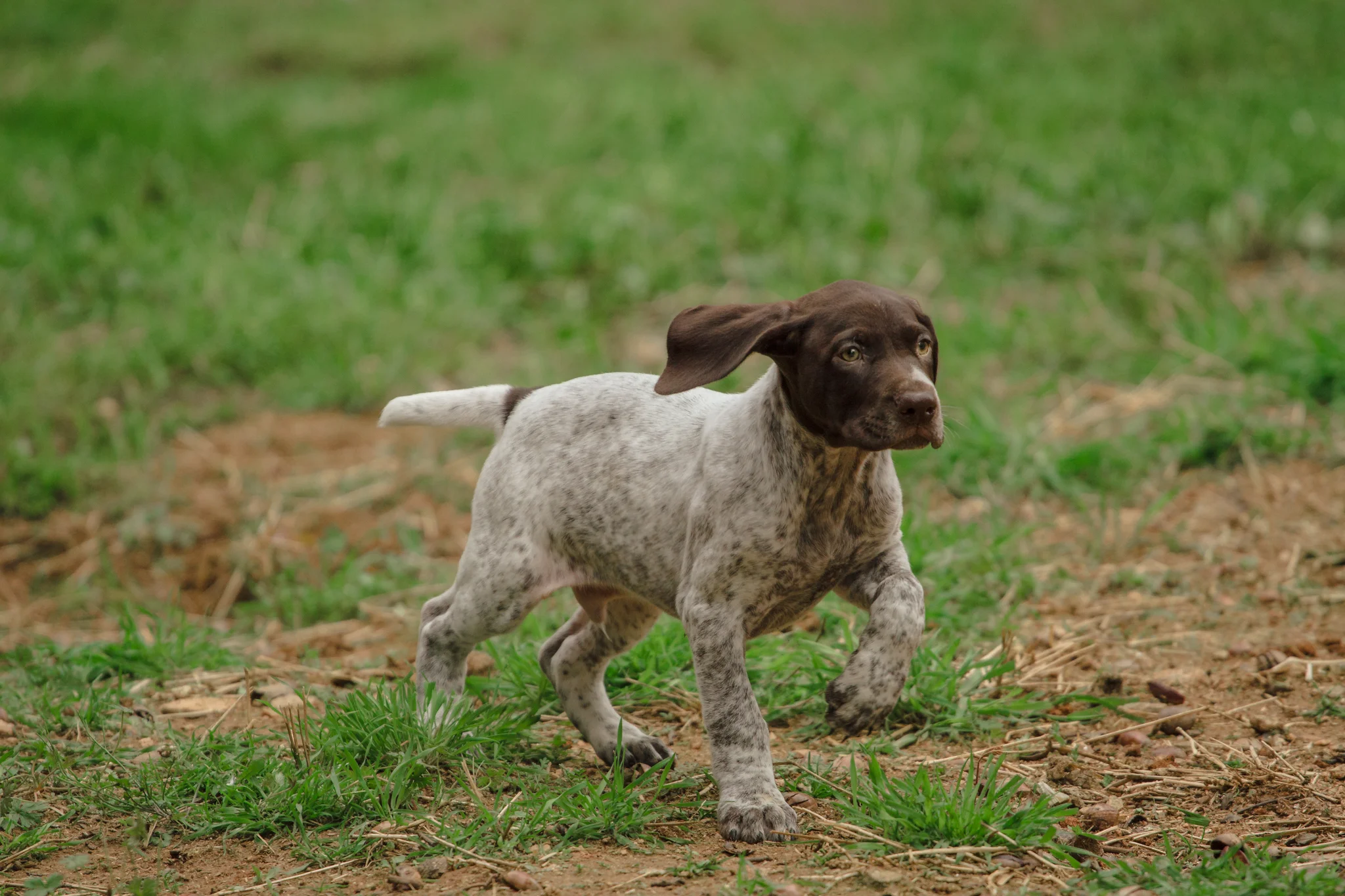 Dash | 5 Weeks