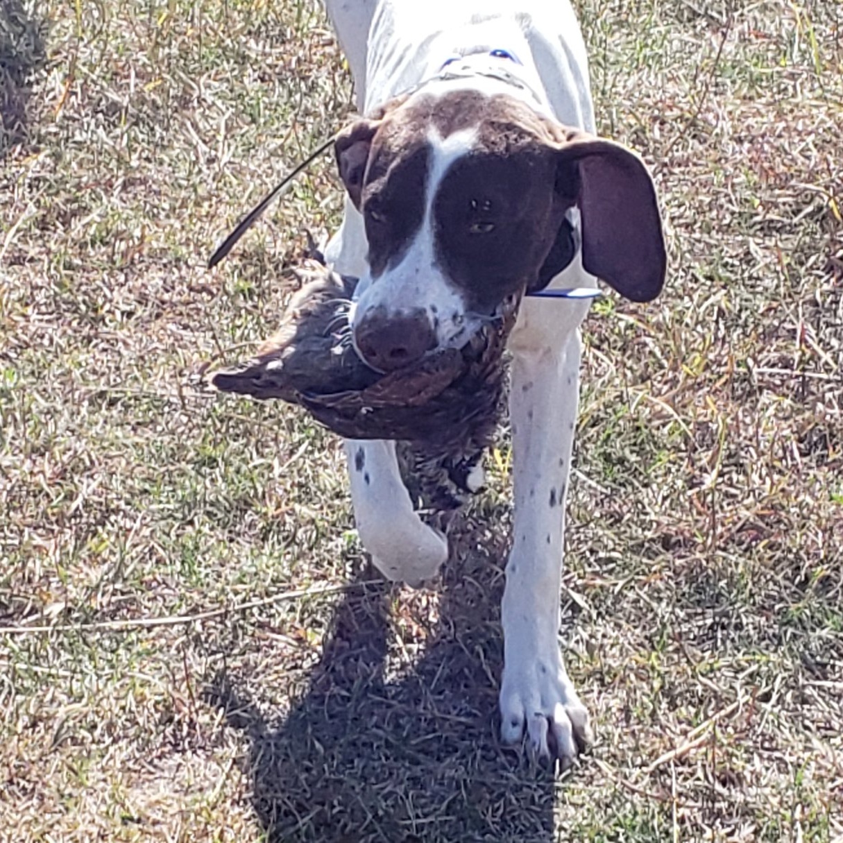 Gracie.JPG