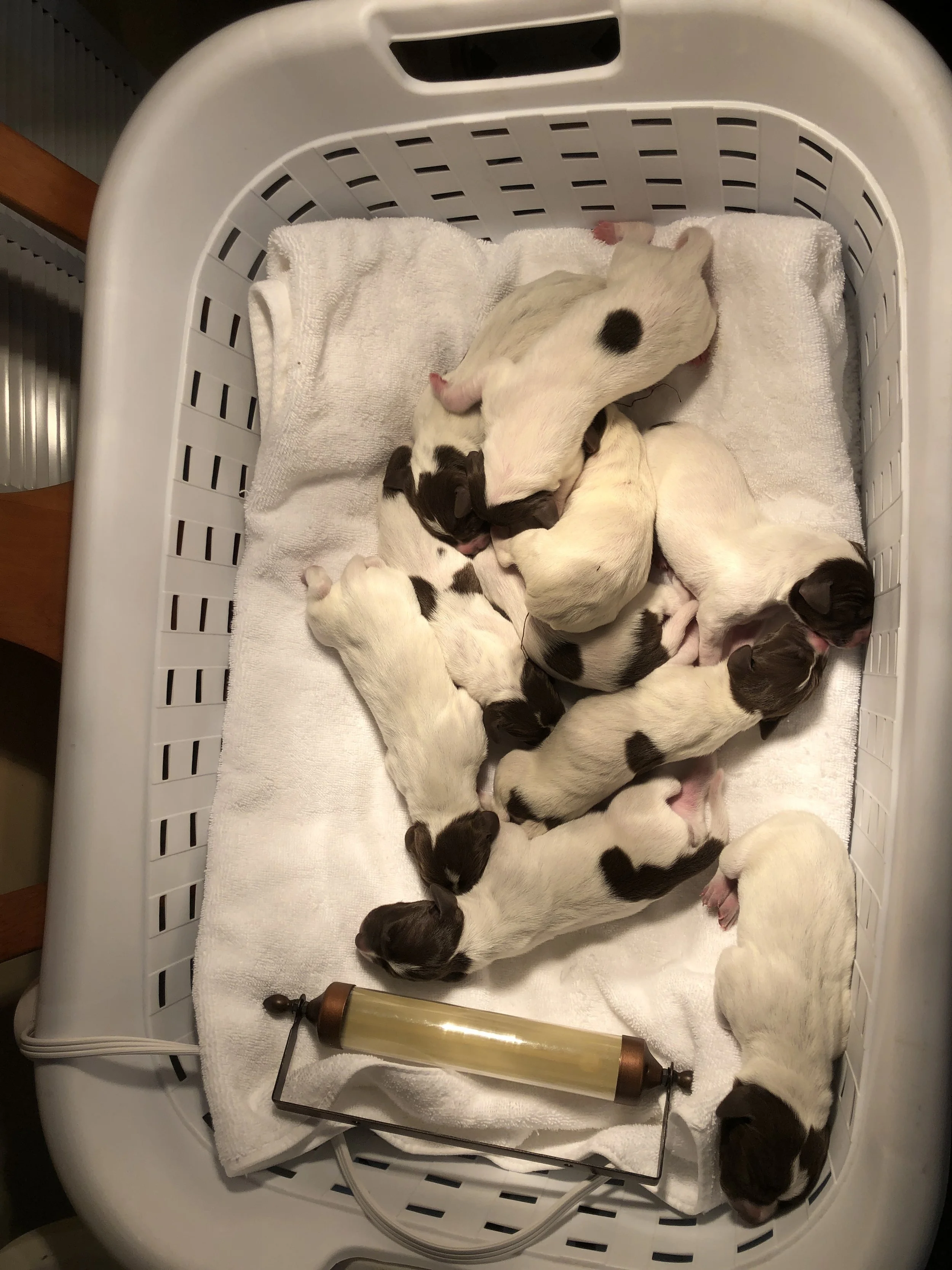 First Trip to the Veterinarian