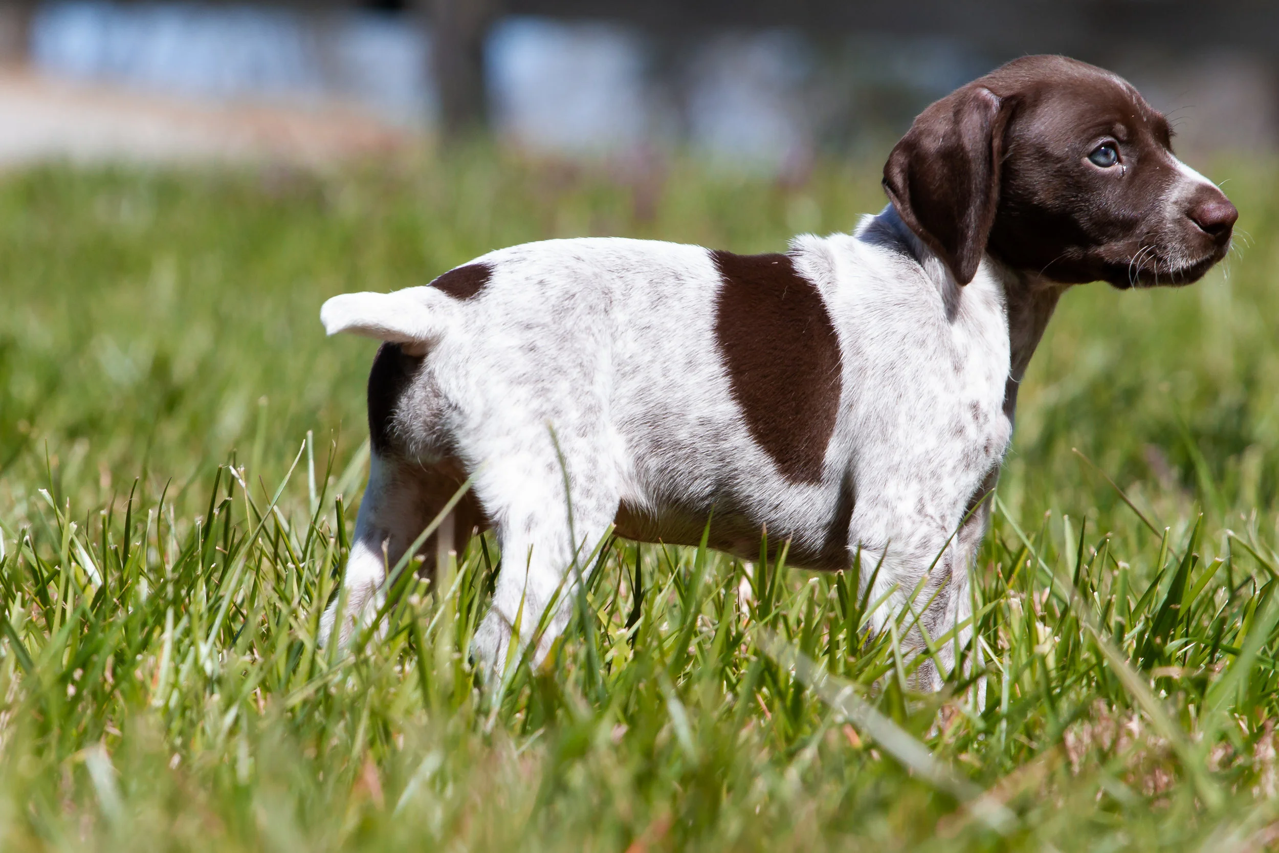 Pepper