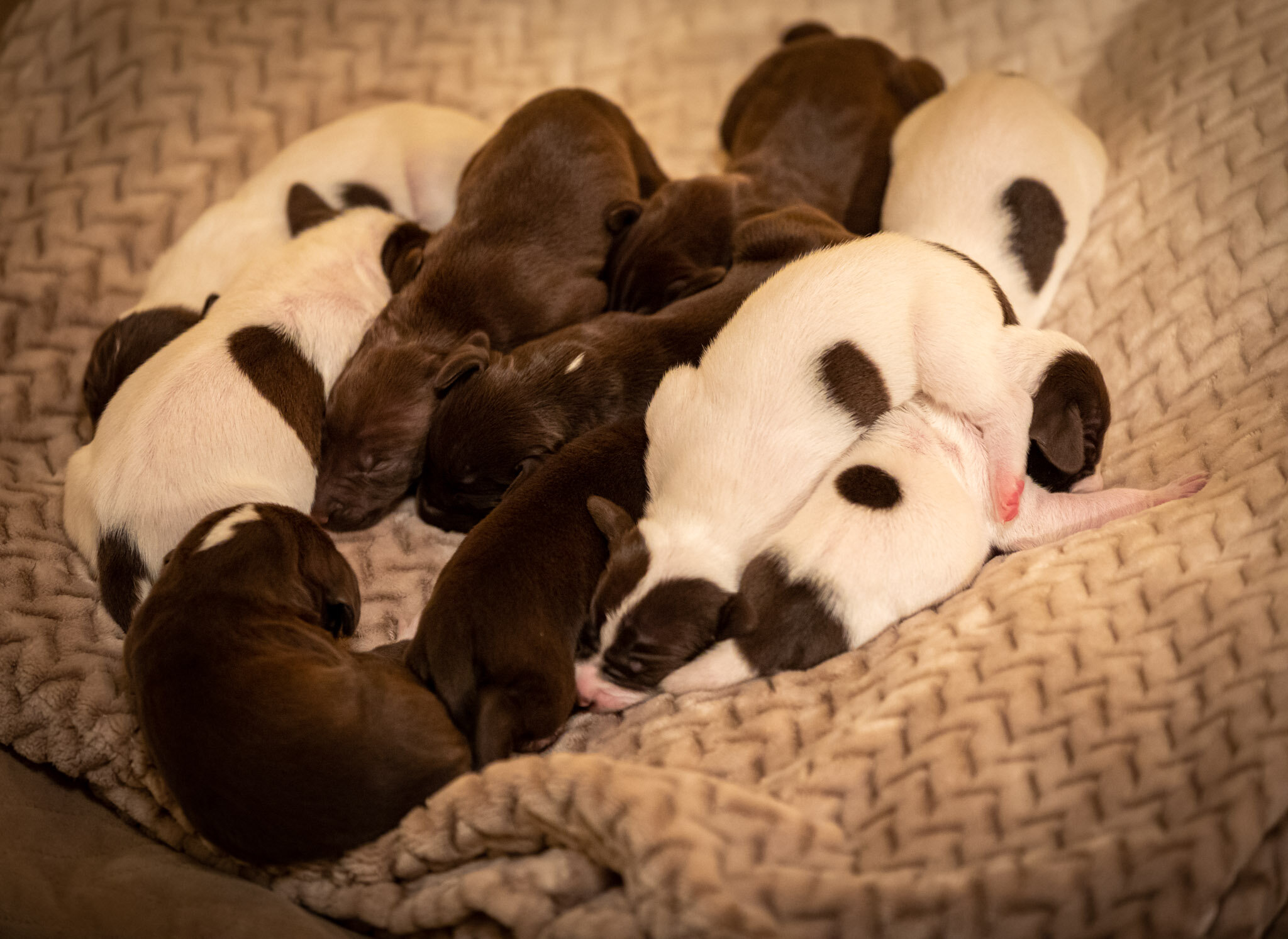 Gracie Pup_All.jpg