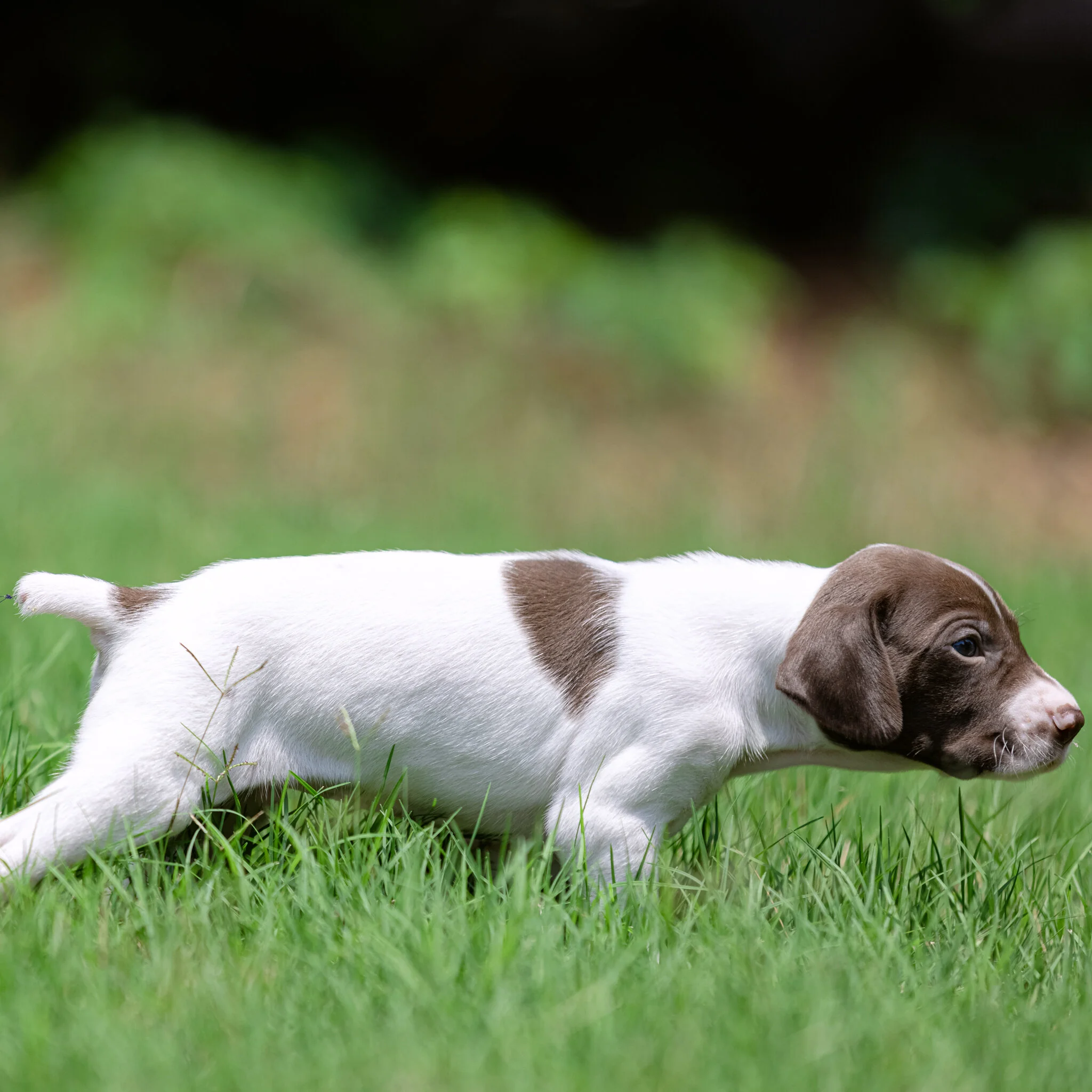 20210612-Gracie_2nd_Litter_Singles-238.jpg