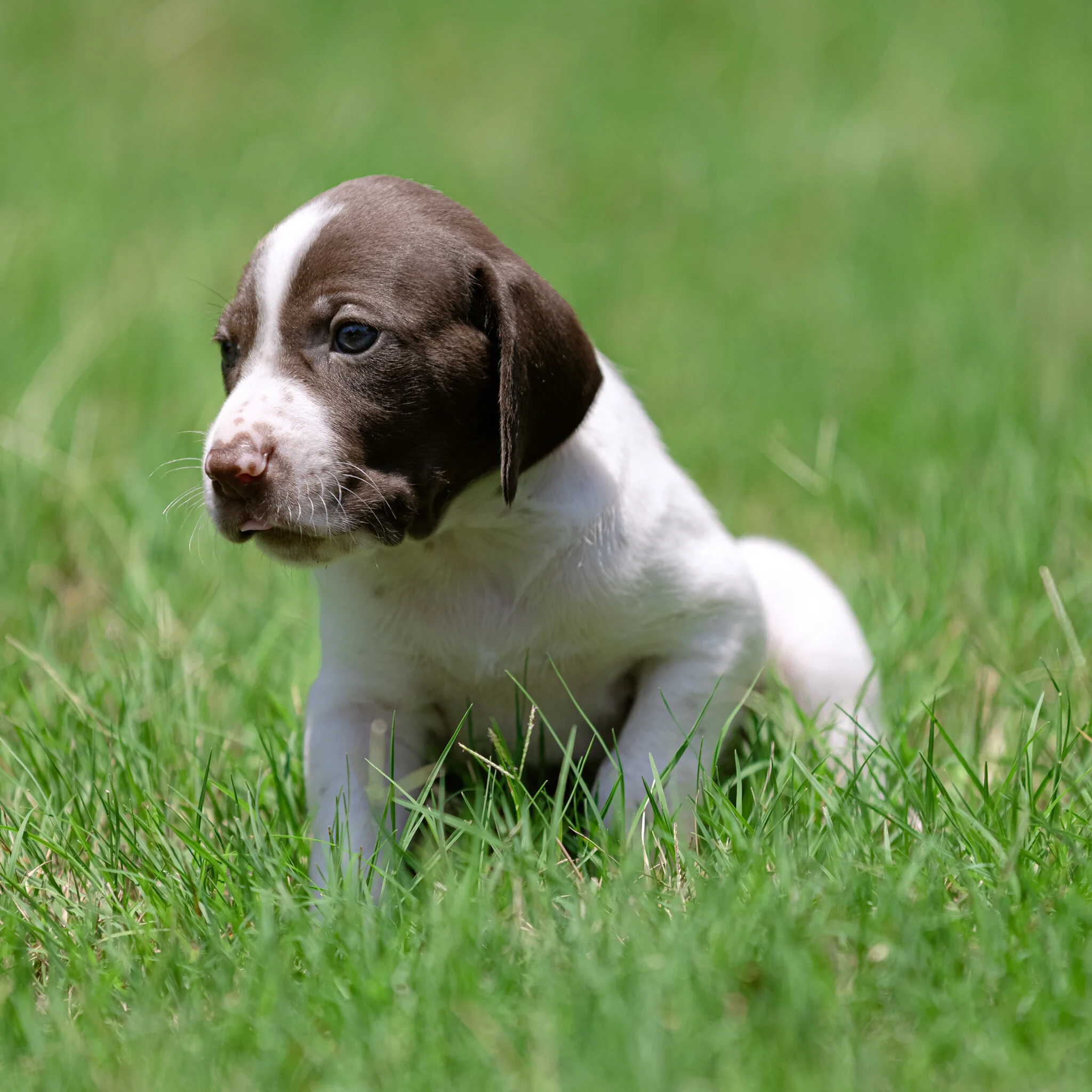 20210612-Gracie_2nd_Litter_Singles-275.jpg
