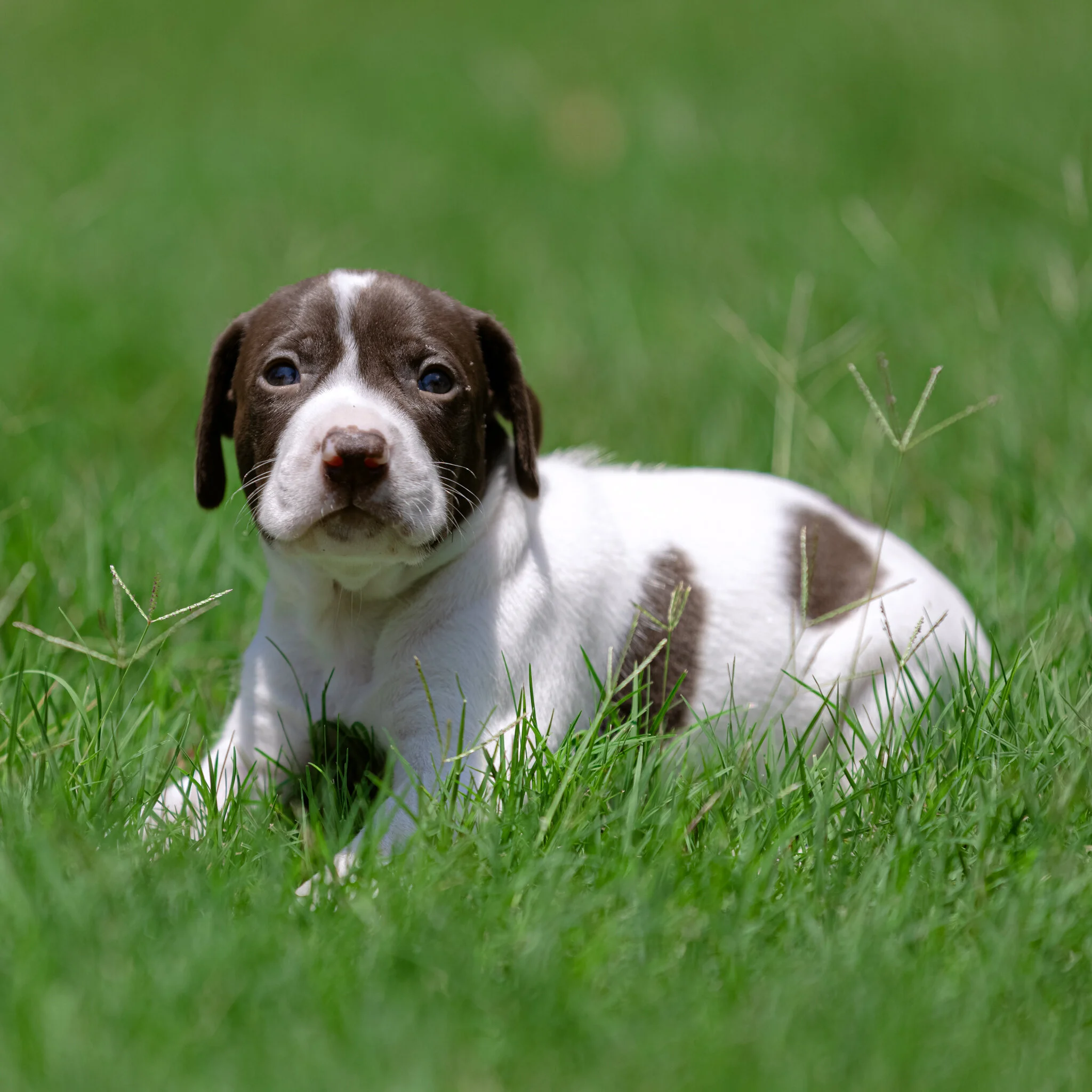 20210612-Gracie_2nd_Litter_Singles-333-2.jpg